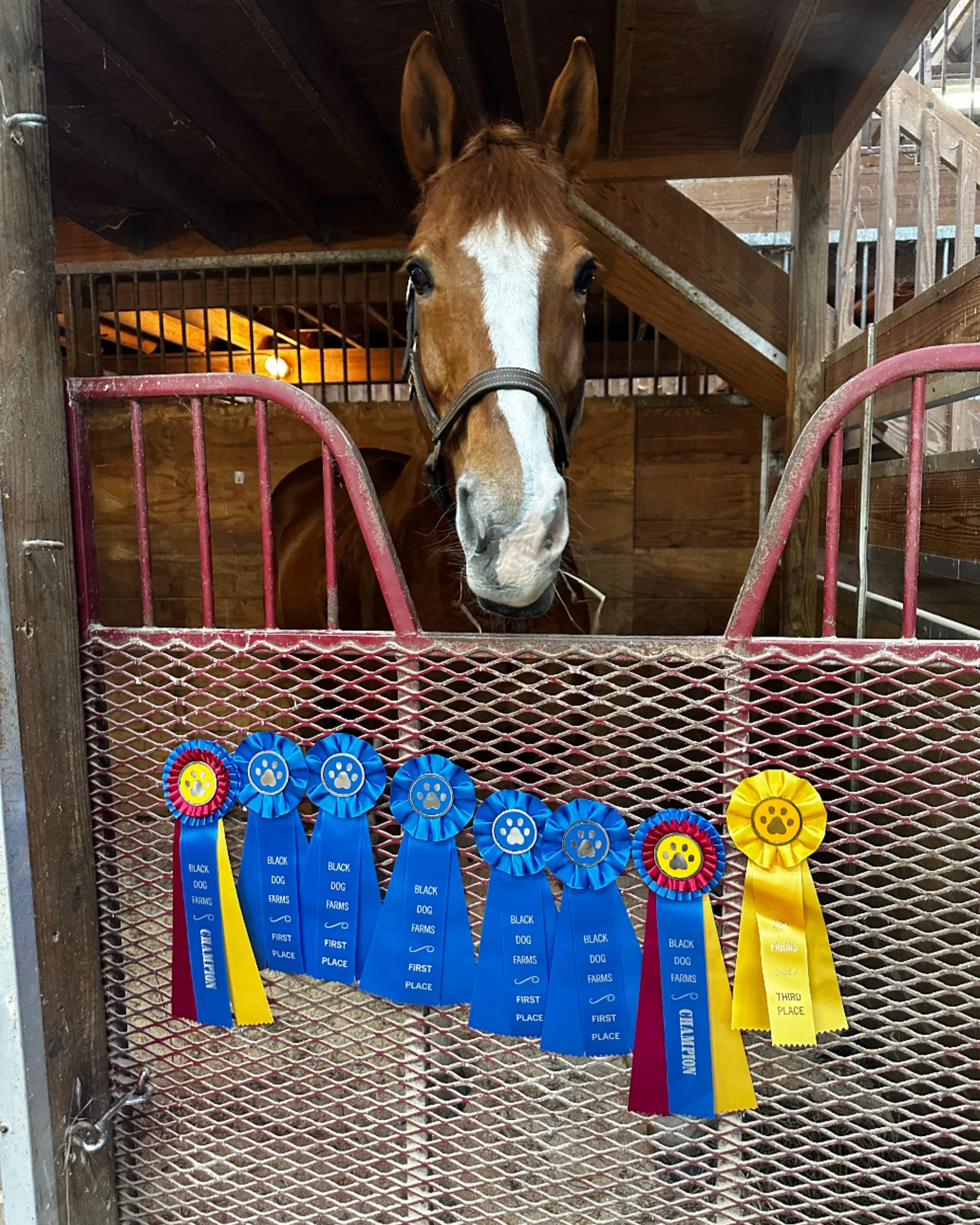 lux ribbons blackdog.JPG