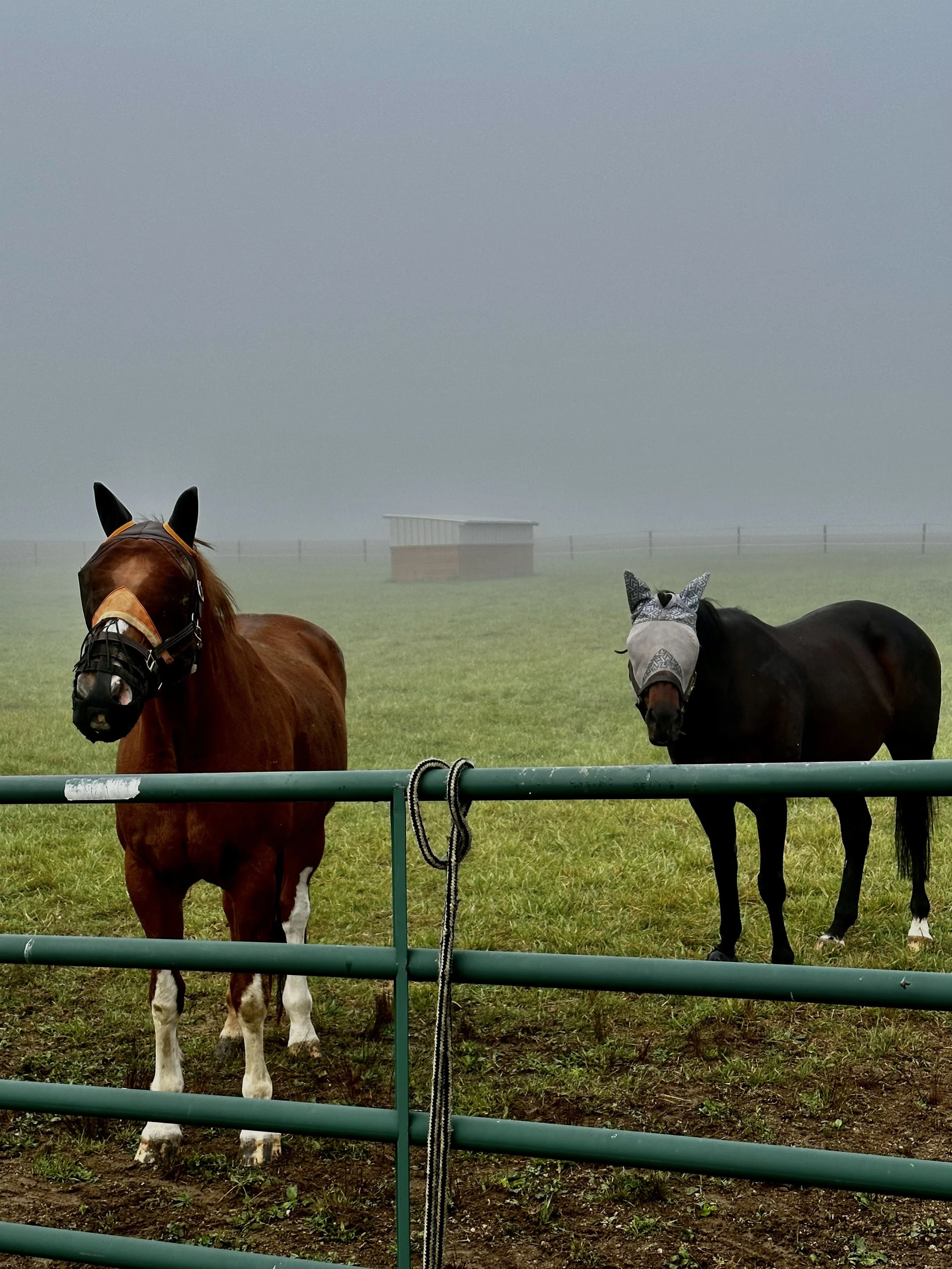 lux and tony outside.jpg