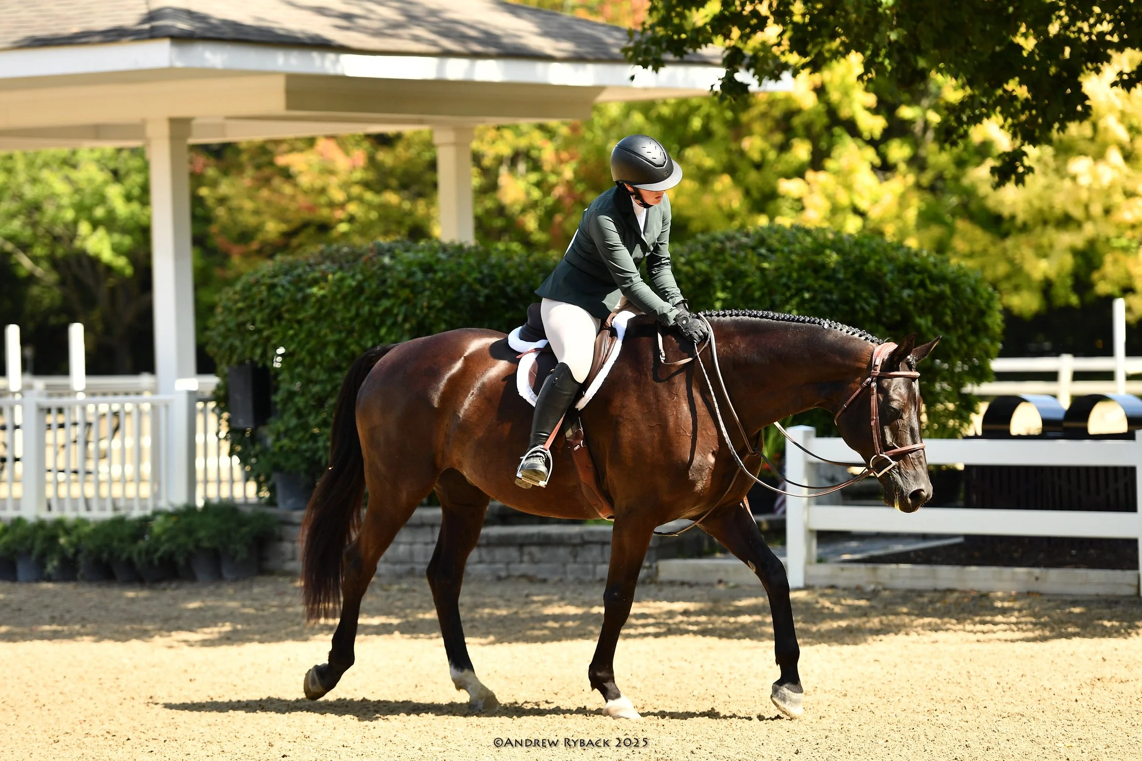 lamplight cuervo walking.JPG