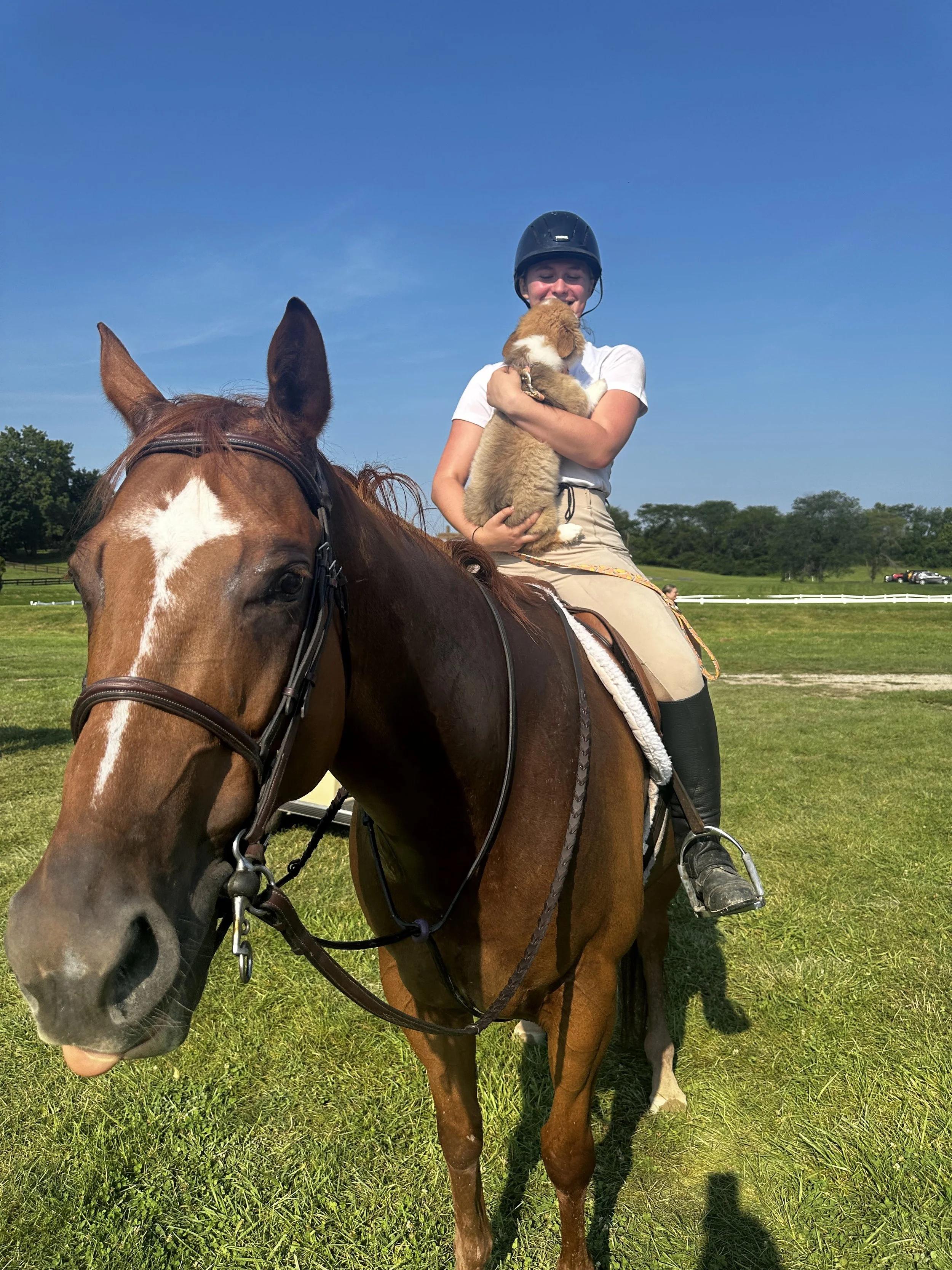 puppy snugles on llama.jpg