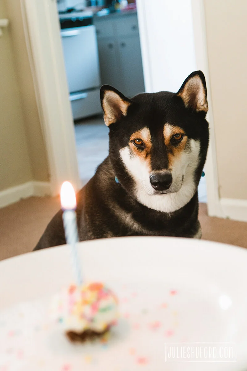 Happy Birthday Shadow!