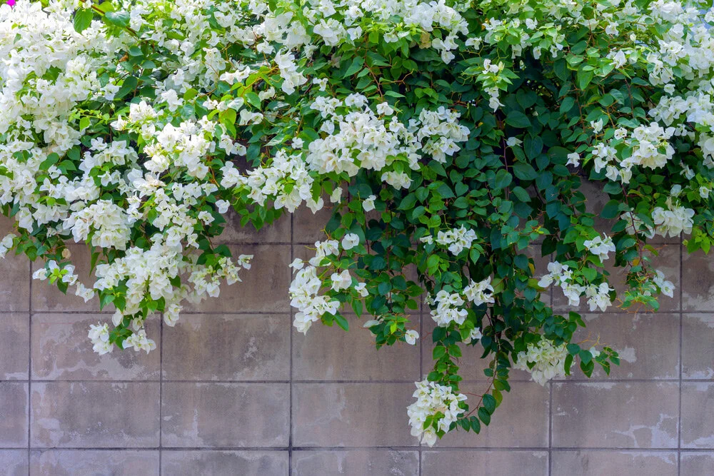 Cultivating and Caring for Wallflowers