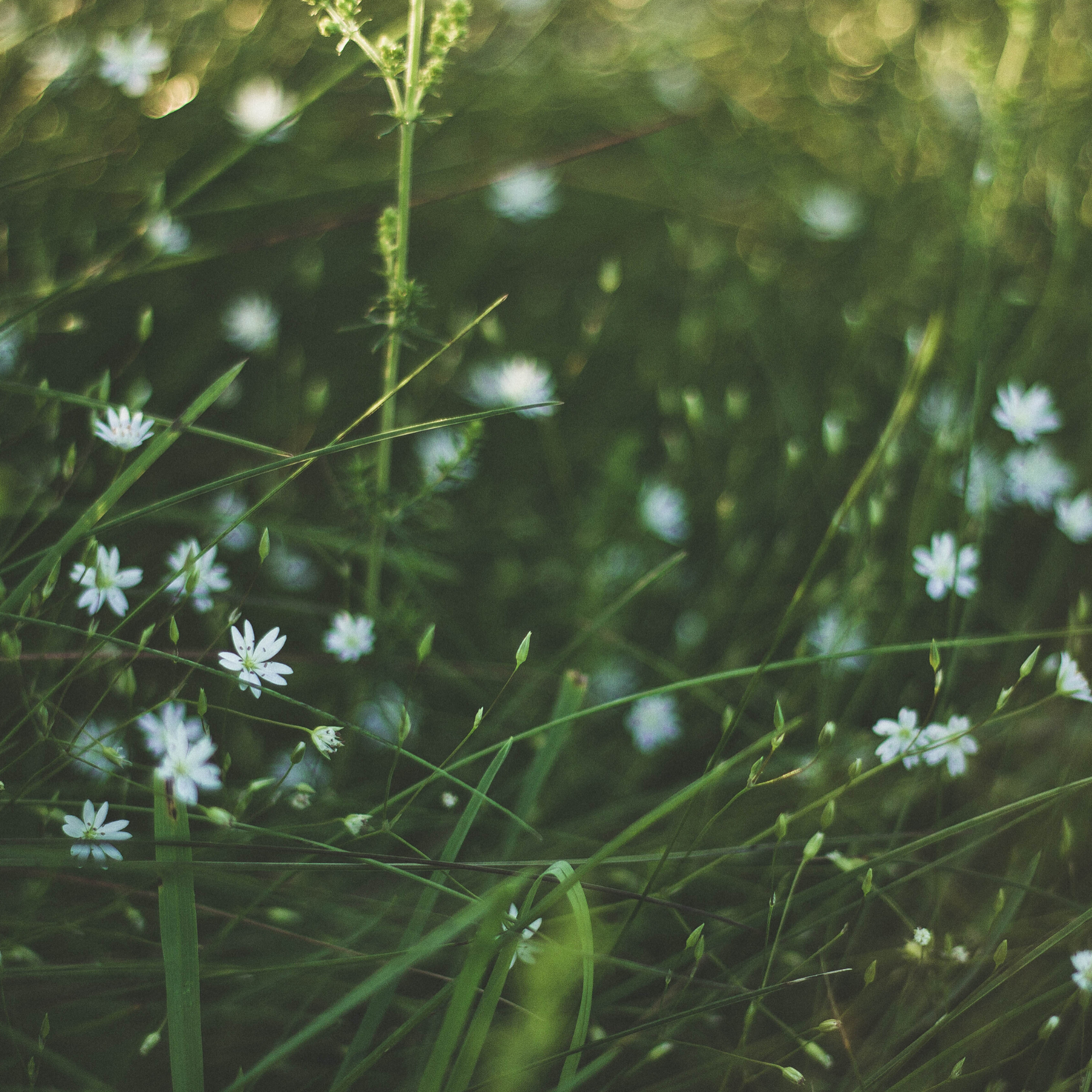 mini flowers in grass