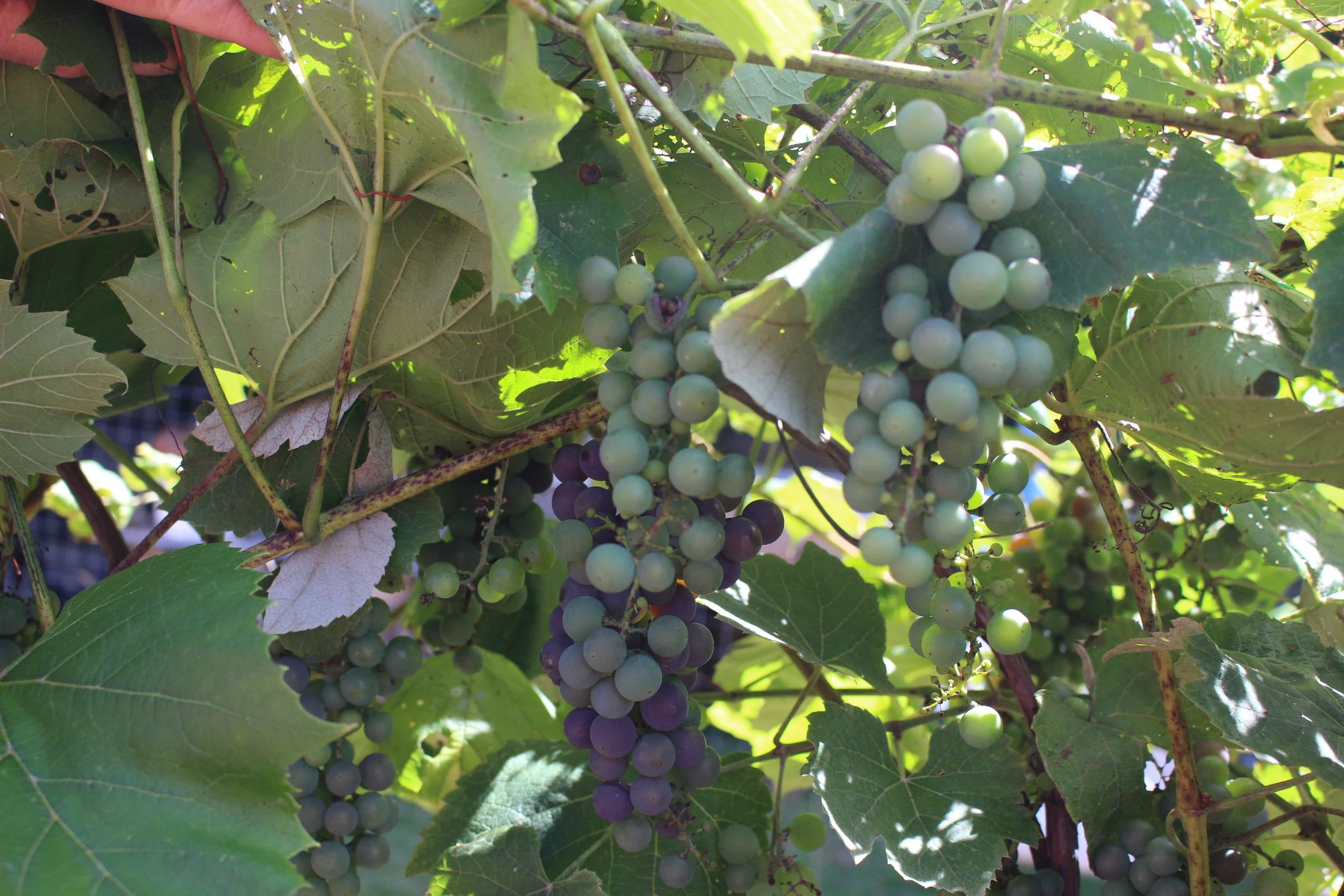 From Vine to Wine: An Ode to the Grape