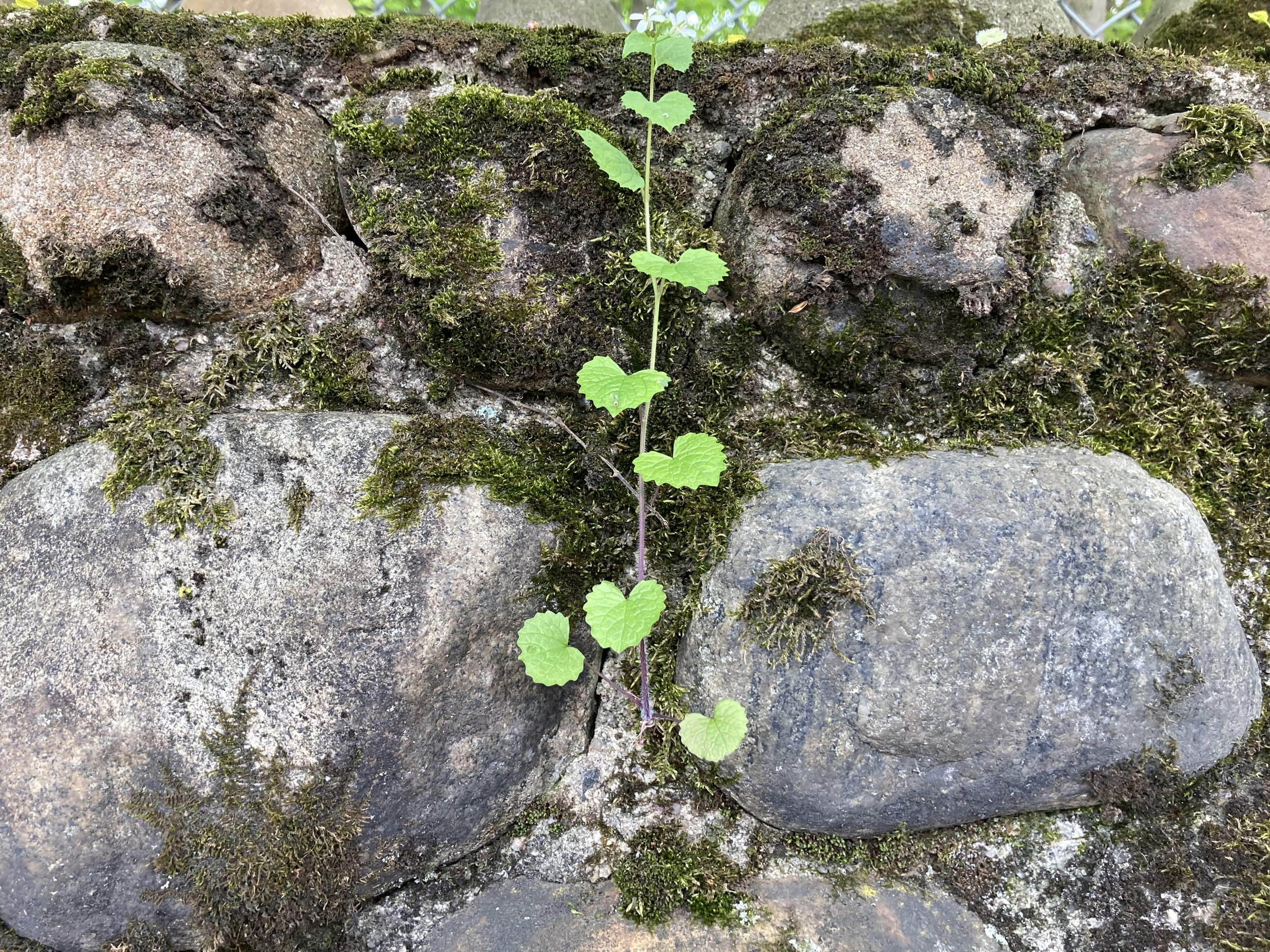 Dichotomy (A Love Haiku)