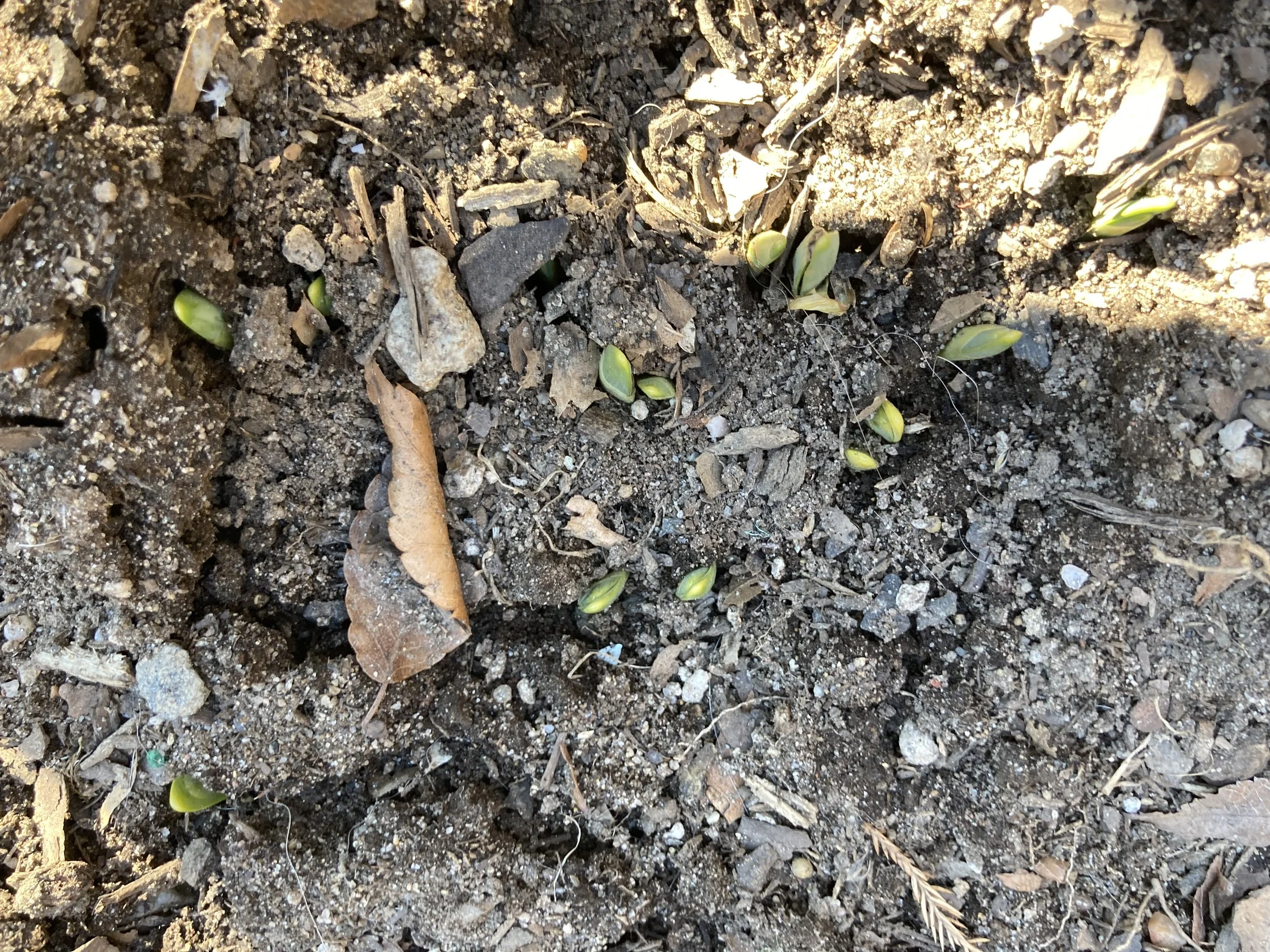 Early Spring and Learning to Trust the Process