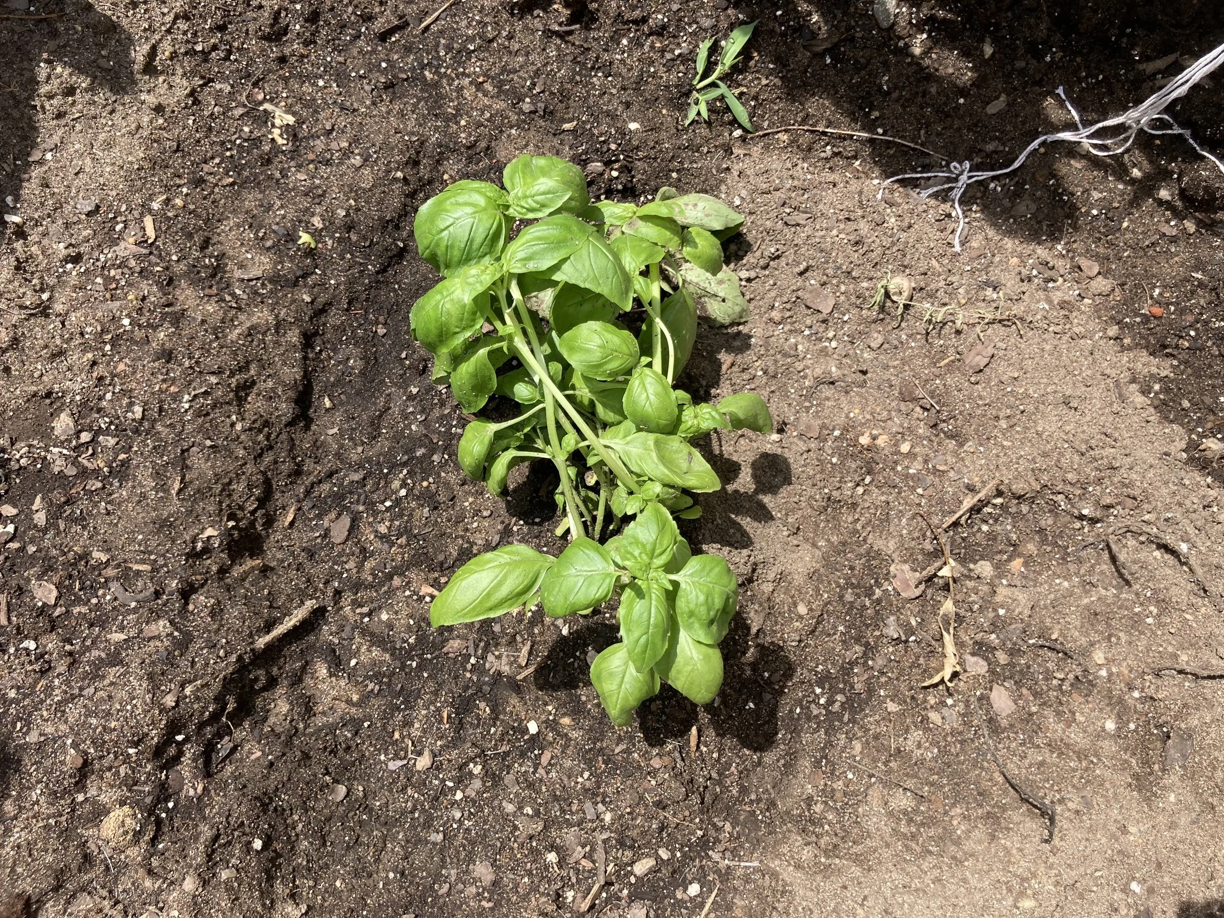 There's Something About Basil