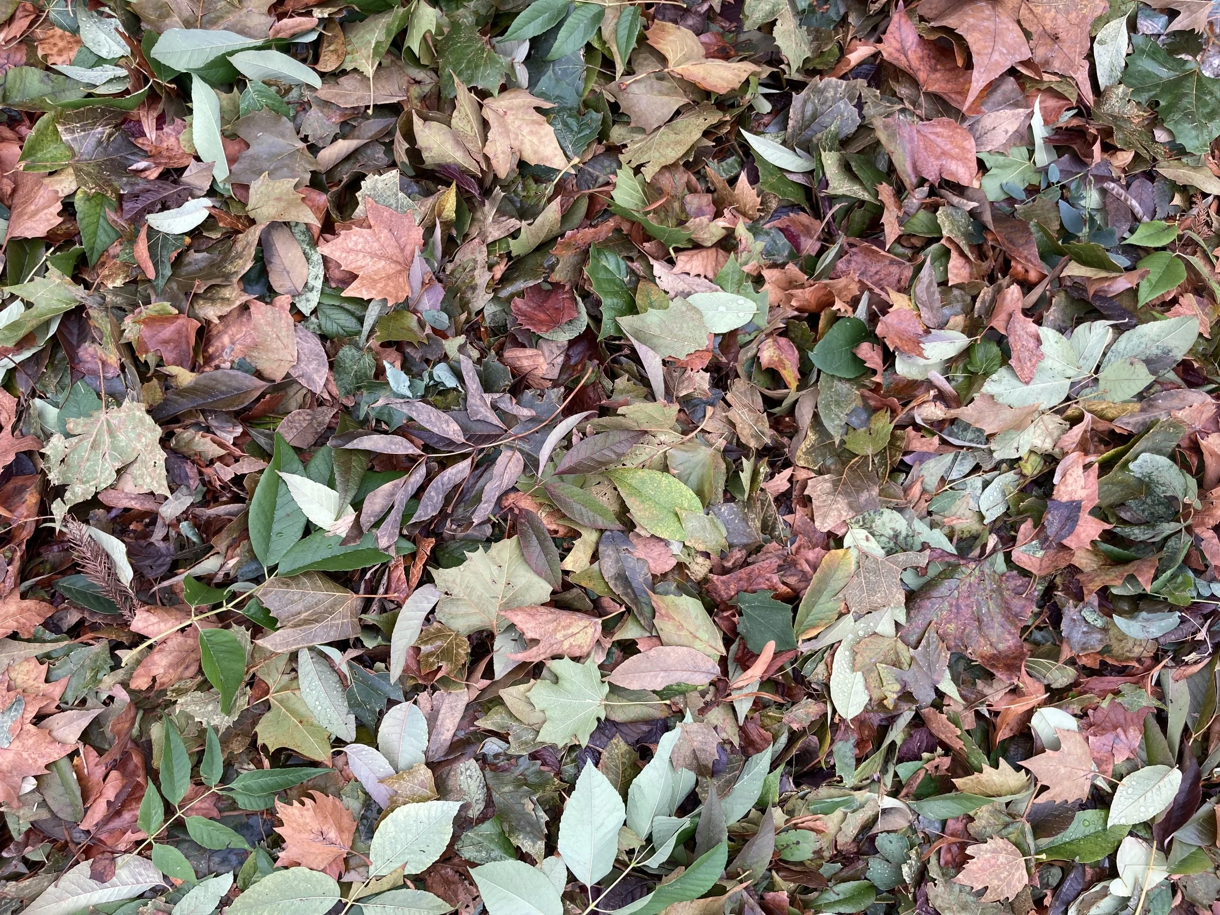 Lunar Mid-Autumn (a Haiku)