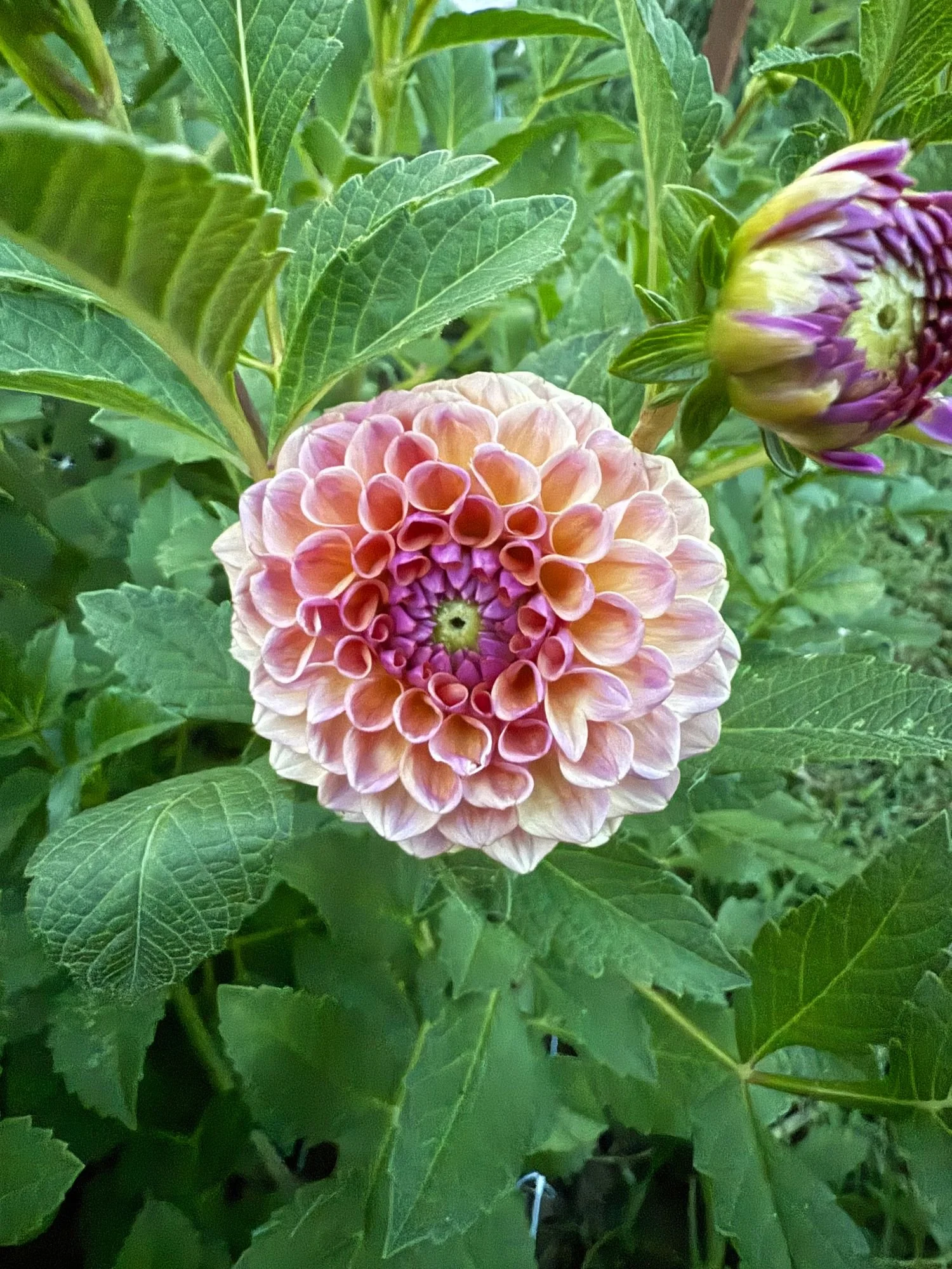 Dahlia Chewy