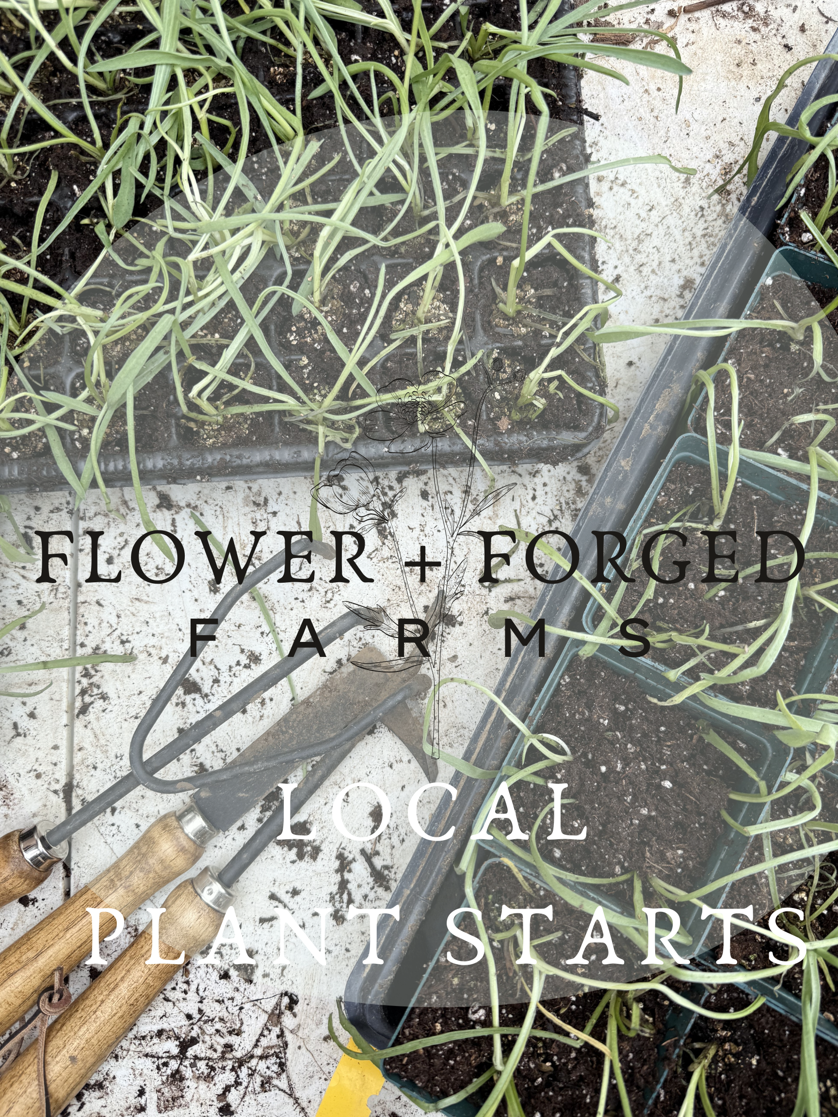 Plant Start: Ranunculus (Local Only)