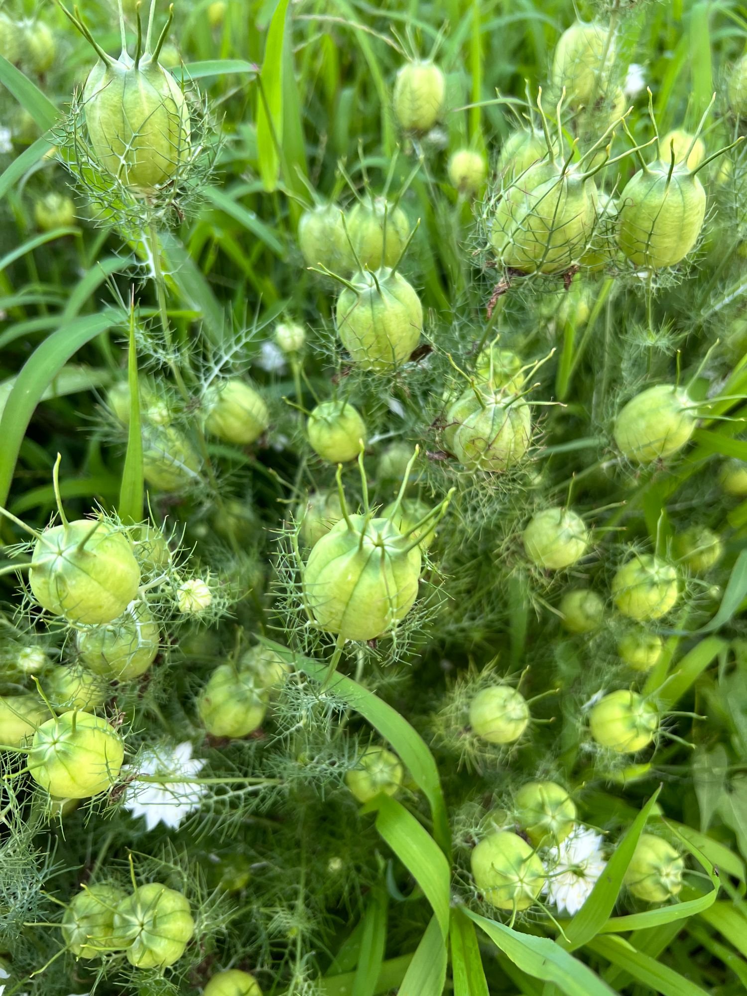 Nigella.jpeg