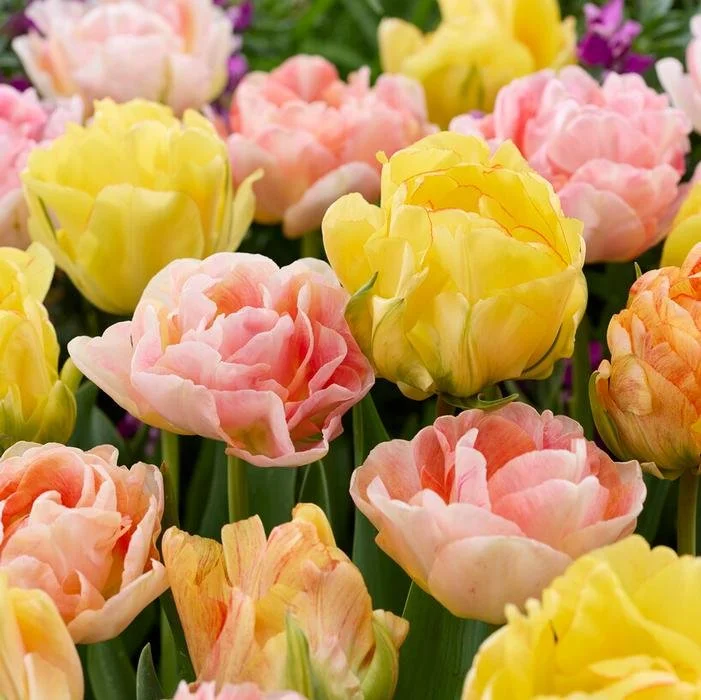 Tulip Double Pastel Mix