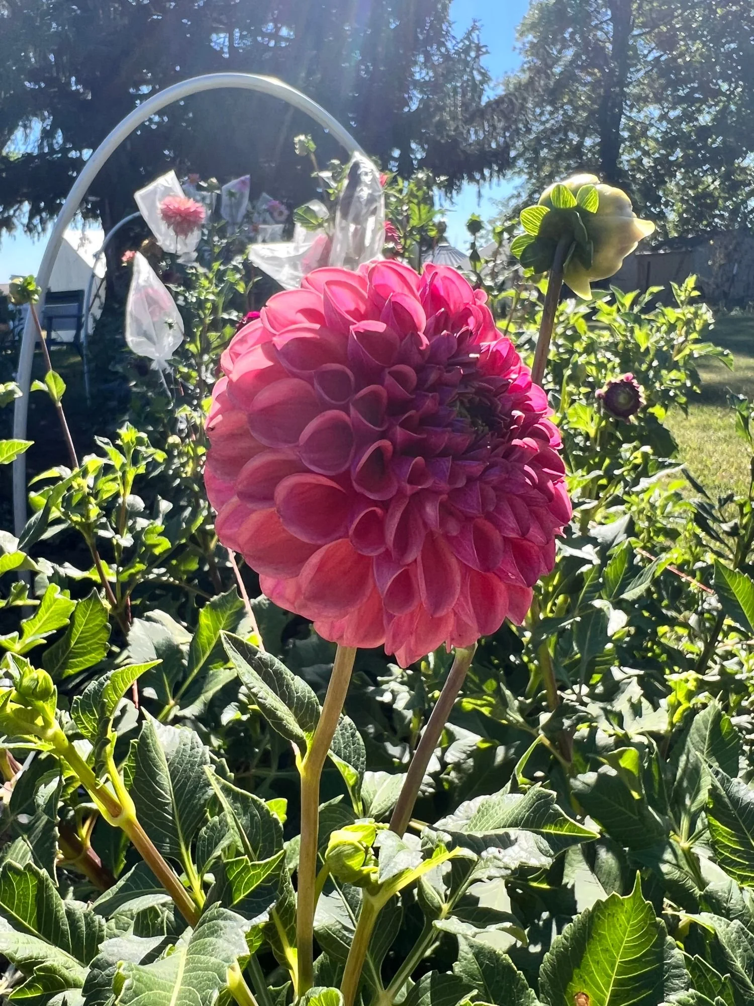 Dahlia Caitlins Joy