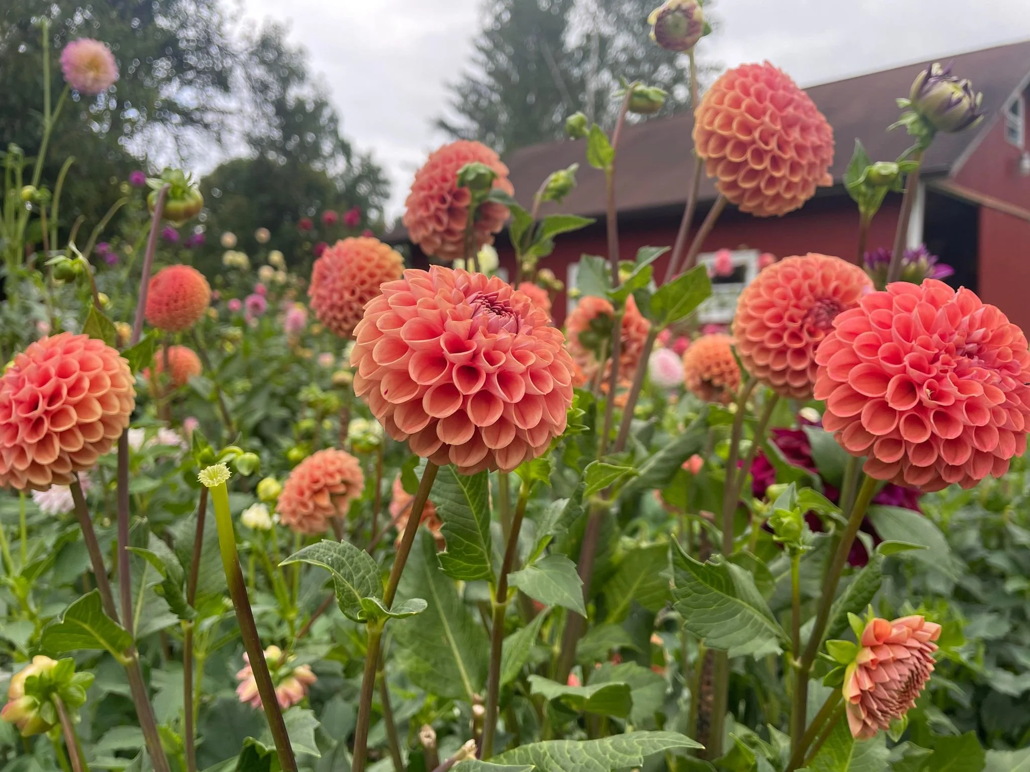 Dahlia Cornel Bronze