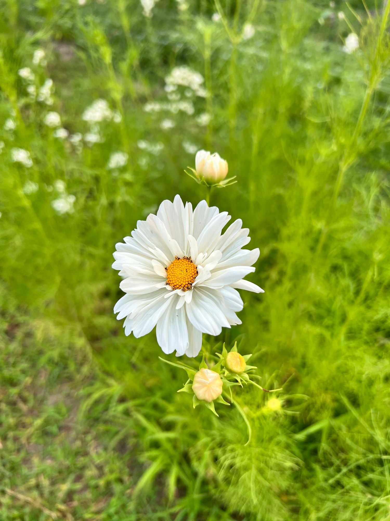 A866815E-CC42-4DED-9530-B8152E9AD841.jpeg