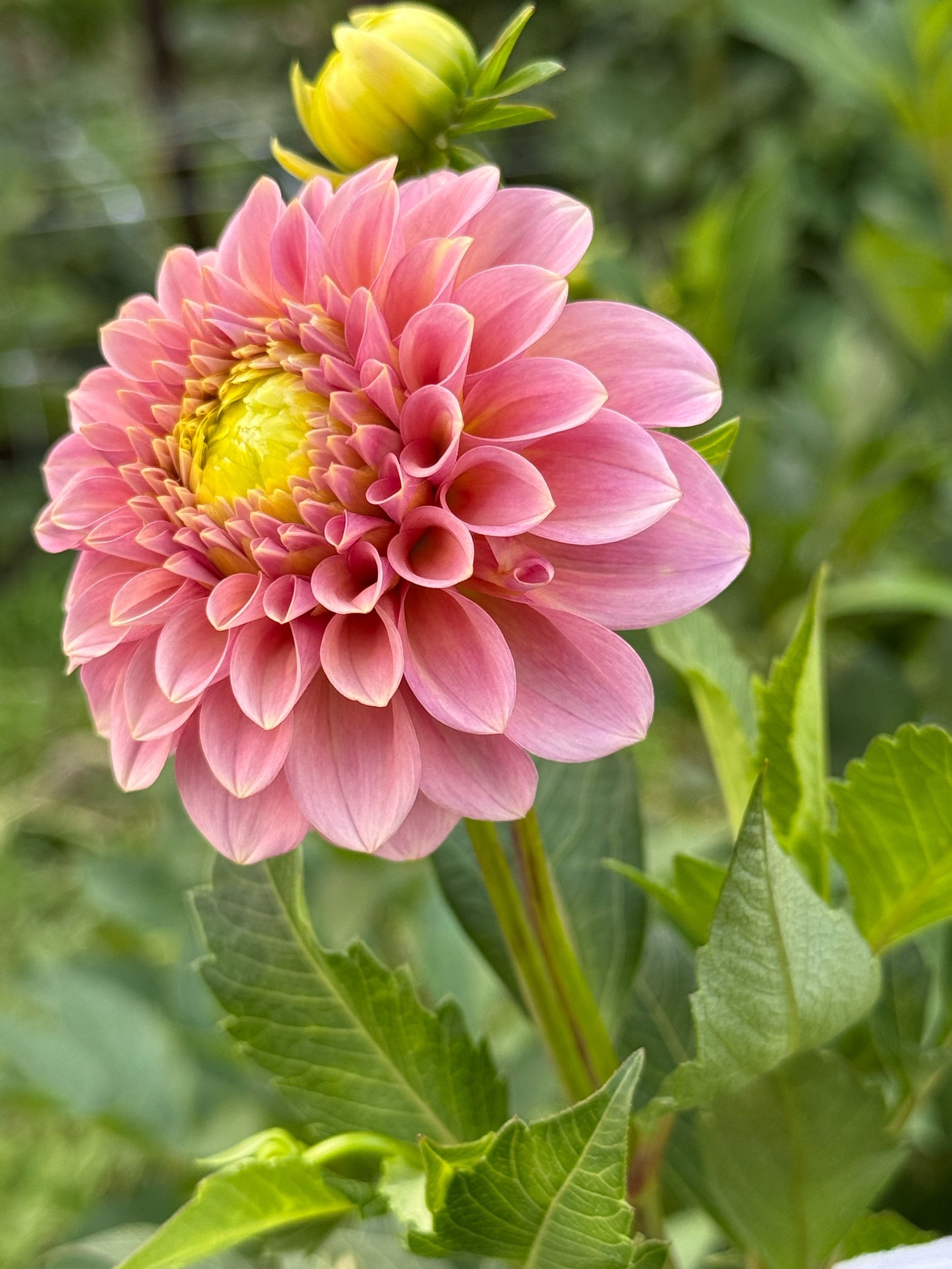 Dahlia Rock Run Ashley