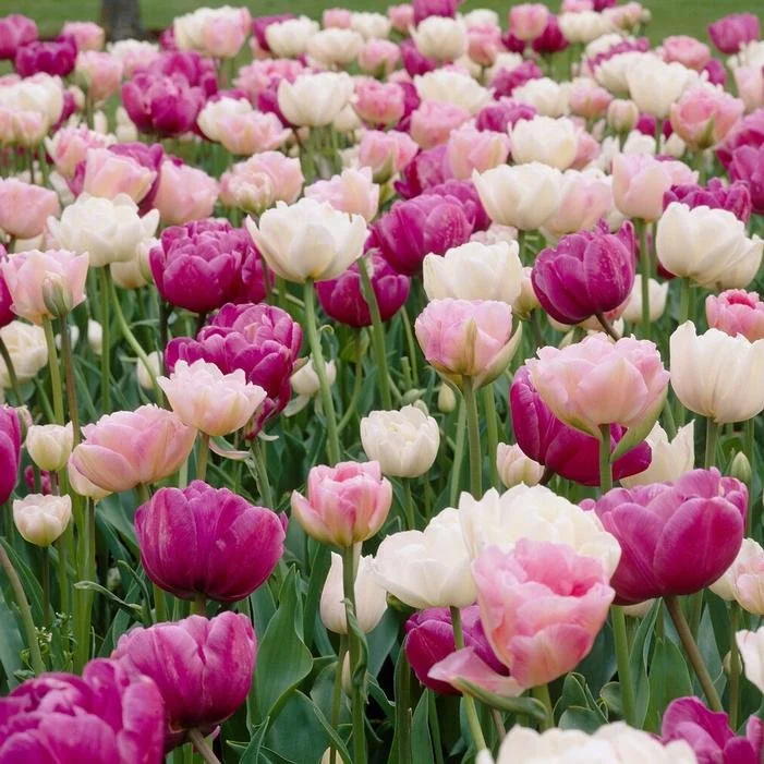 Tulip Double Romantic Mix