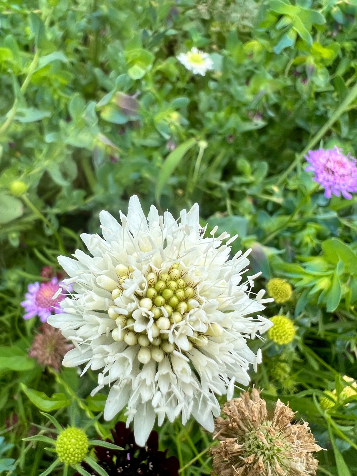 WhiteScabiosa.jpeg
