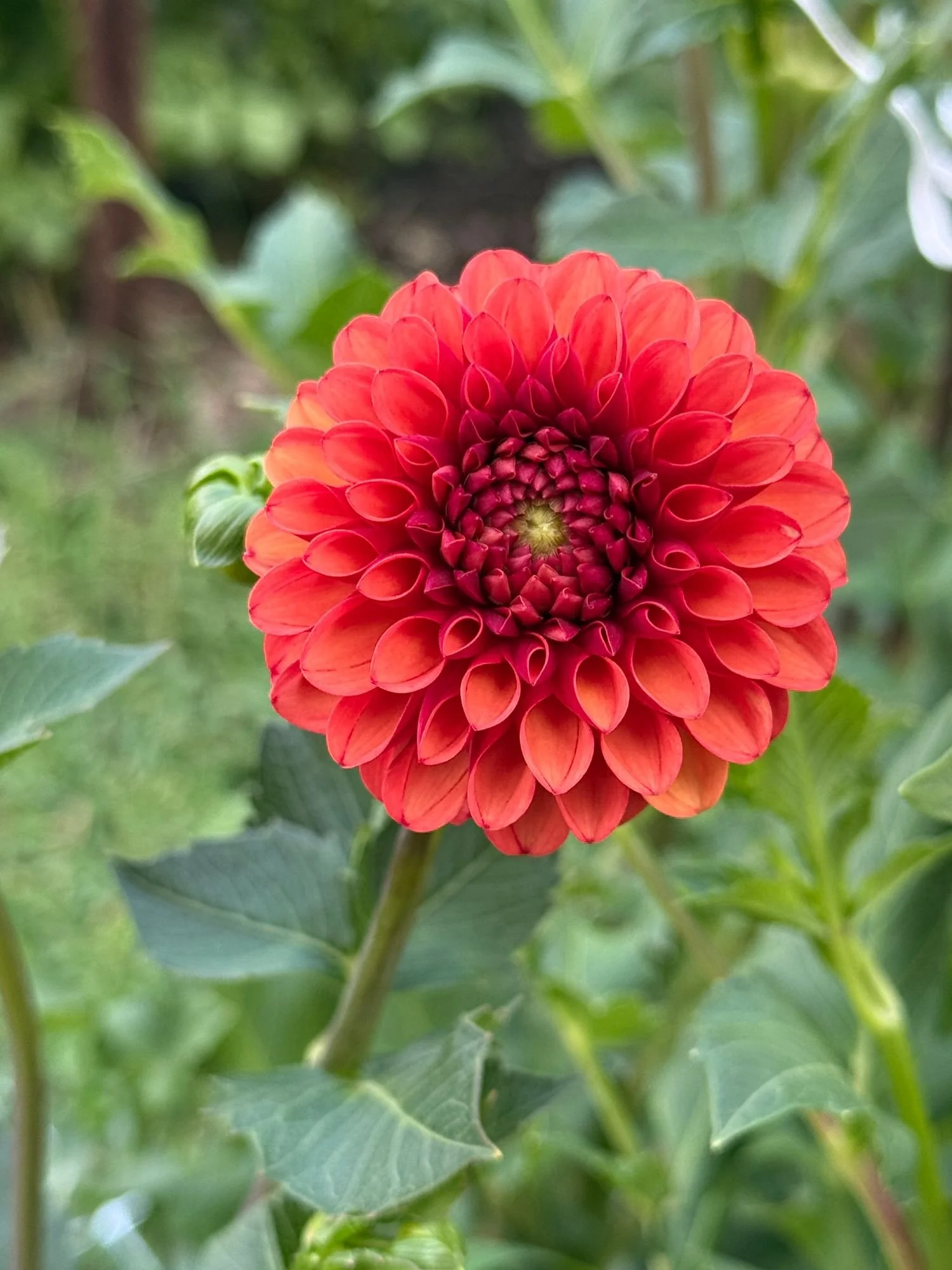 Dahlia Valley Rust Bucket