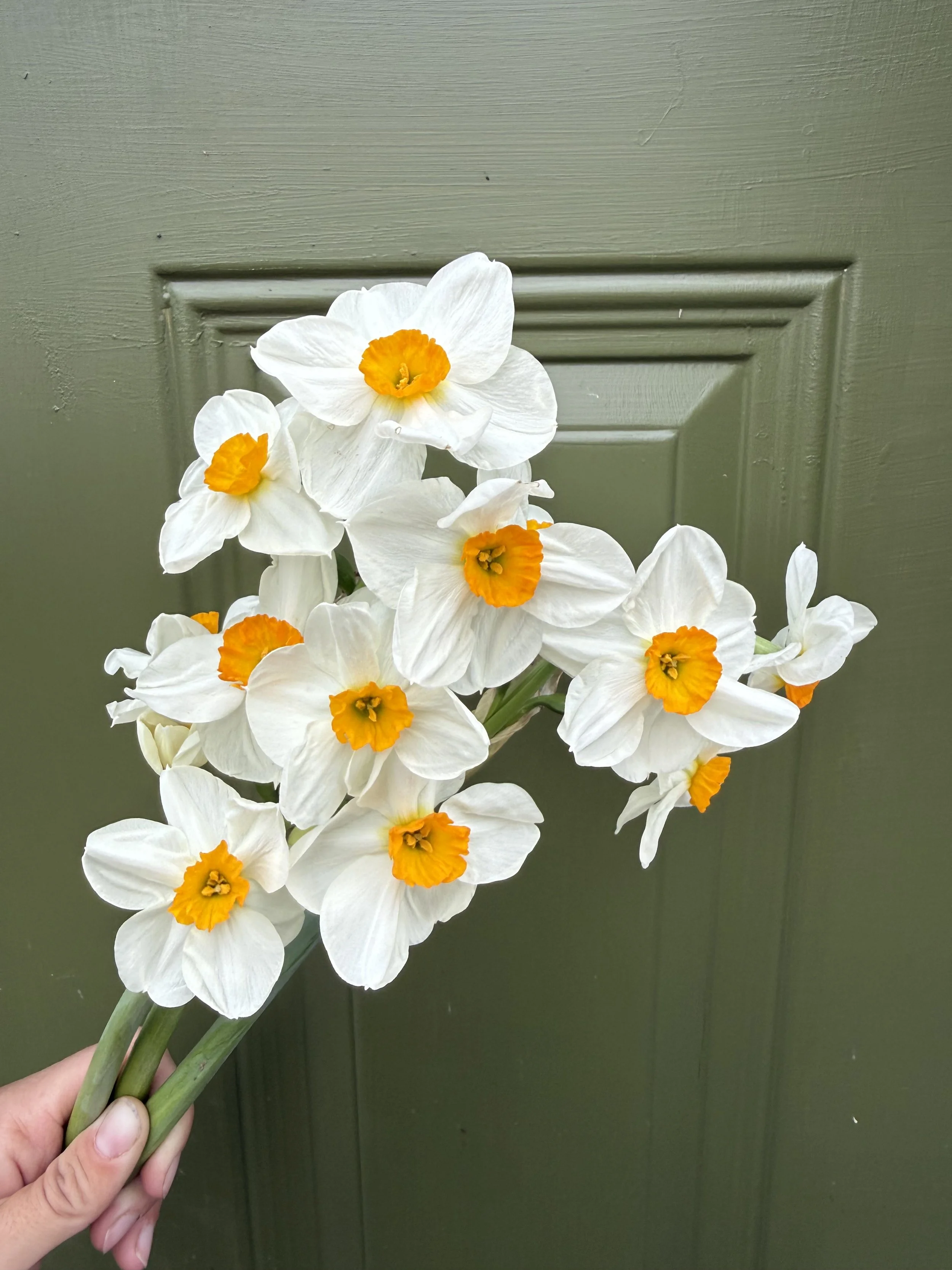 Daffodil Geranium