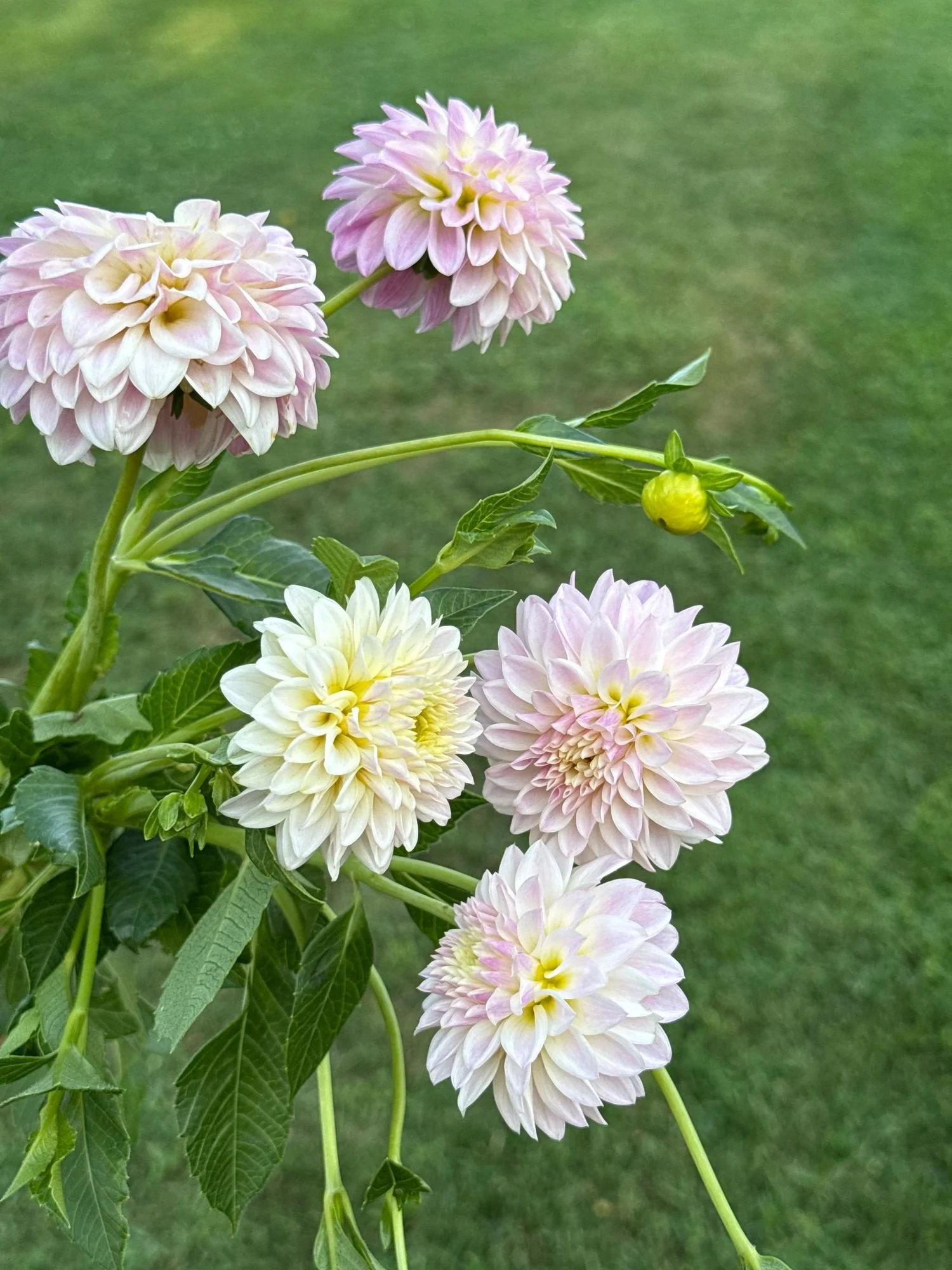 Dahlia Tahoma Kelli