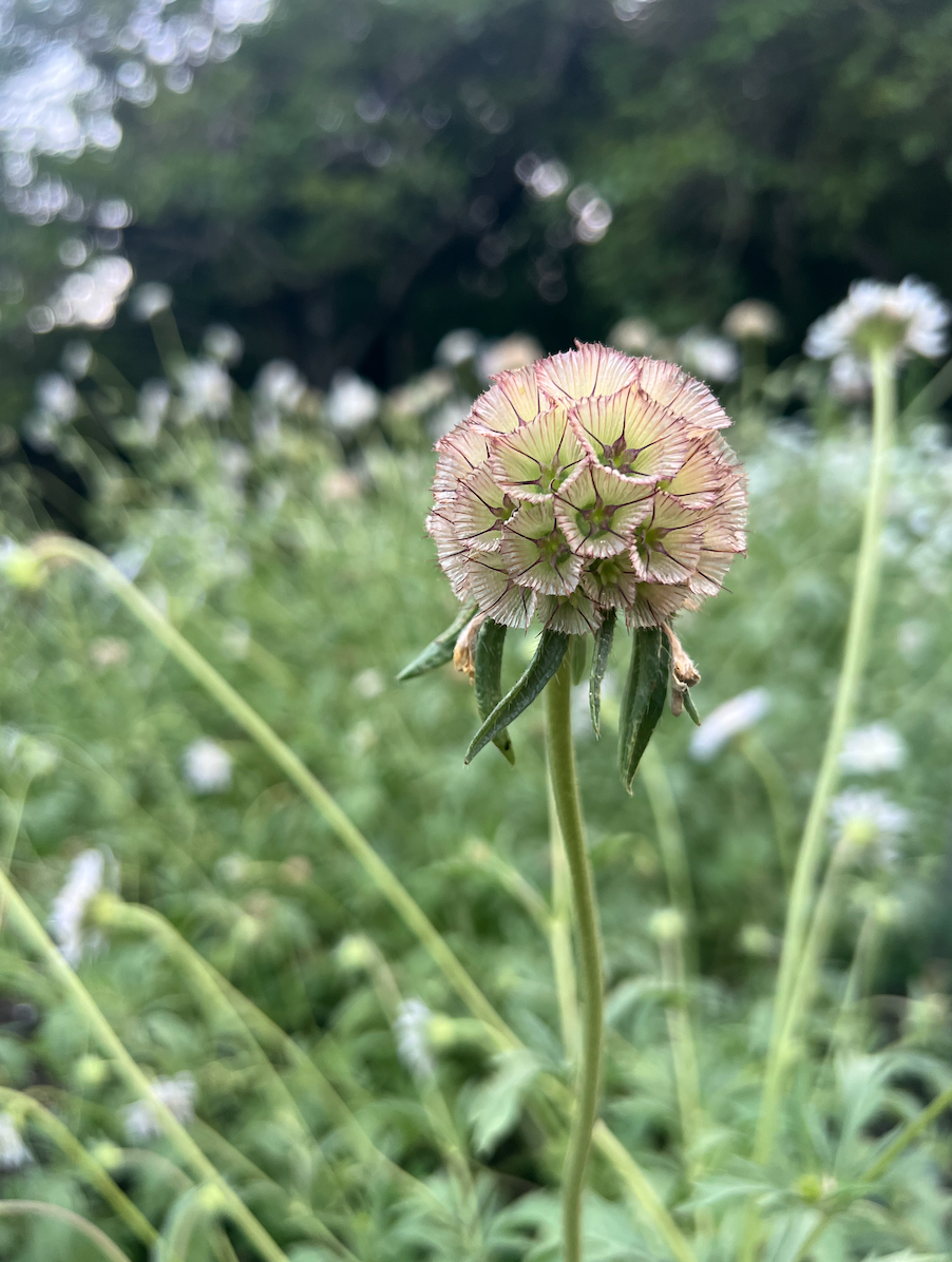Stellata+Scabiosa+1.png