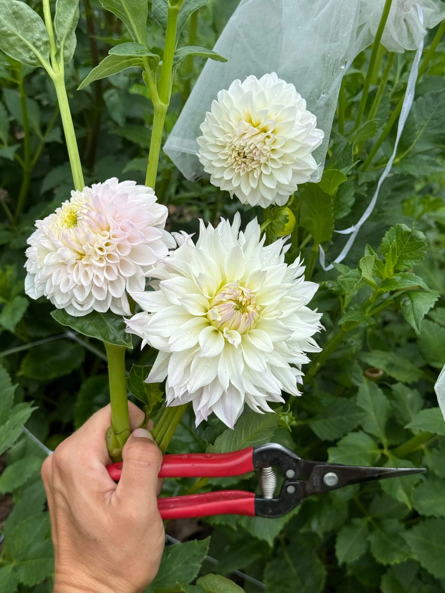 Dahlia Bloomquist Compare