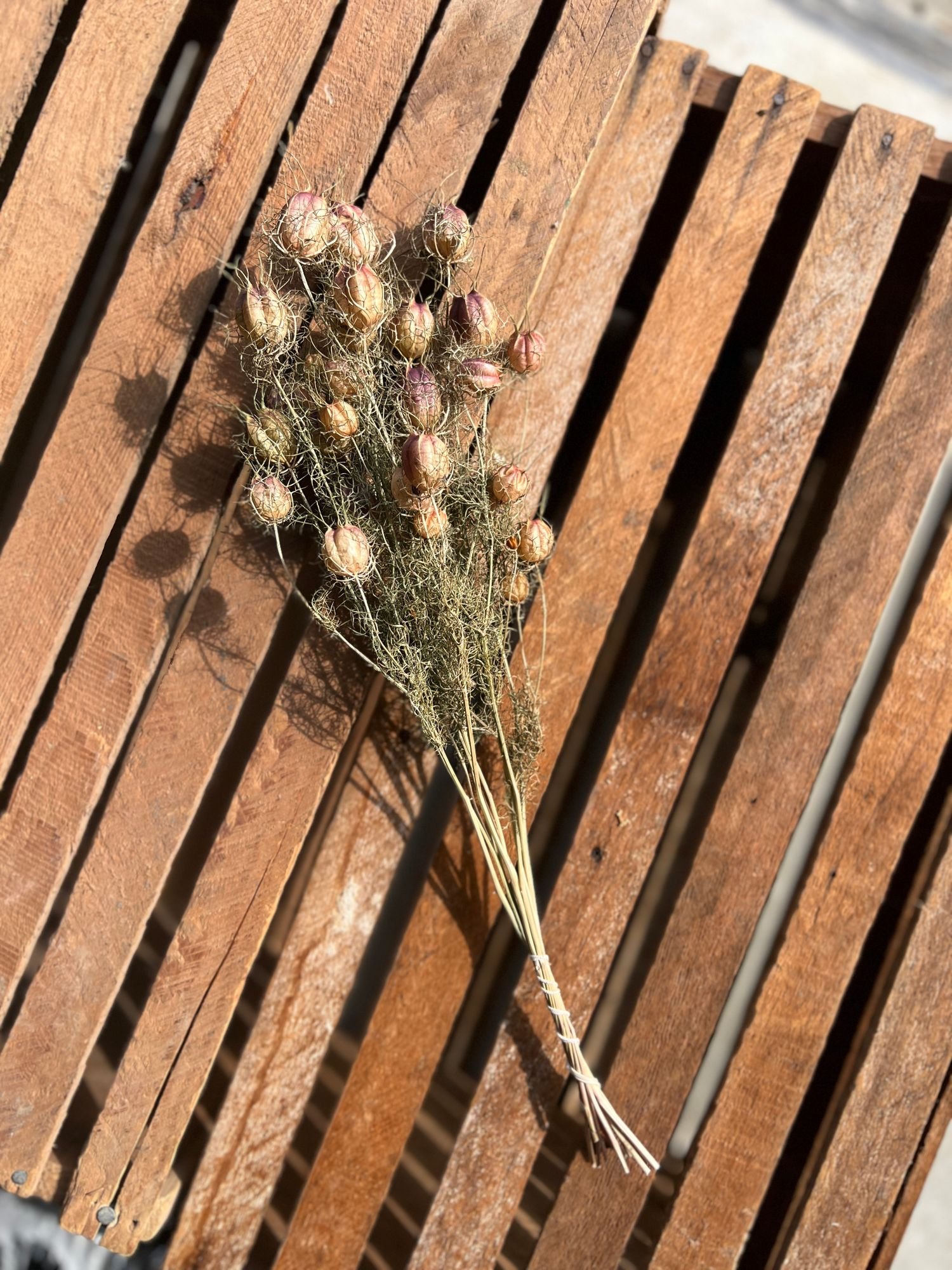 Nigella dried.jpeg