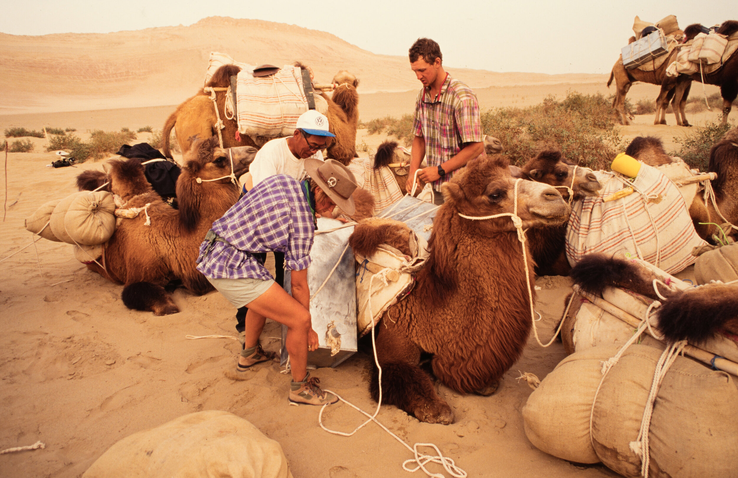  The arduous task of loading camels. It took approximately 2 hours every morning to break camp and get the camels loaded up.  