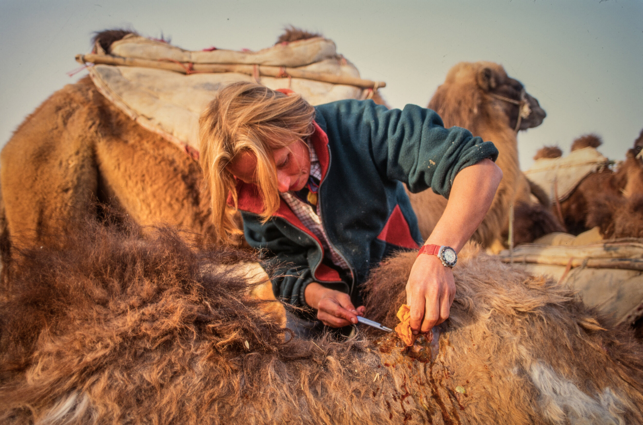  Carolyn cleaning and infected saddle sore on a camel.  
