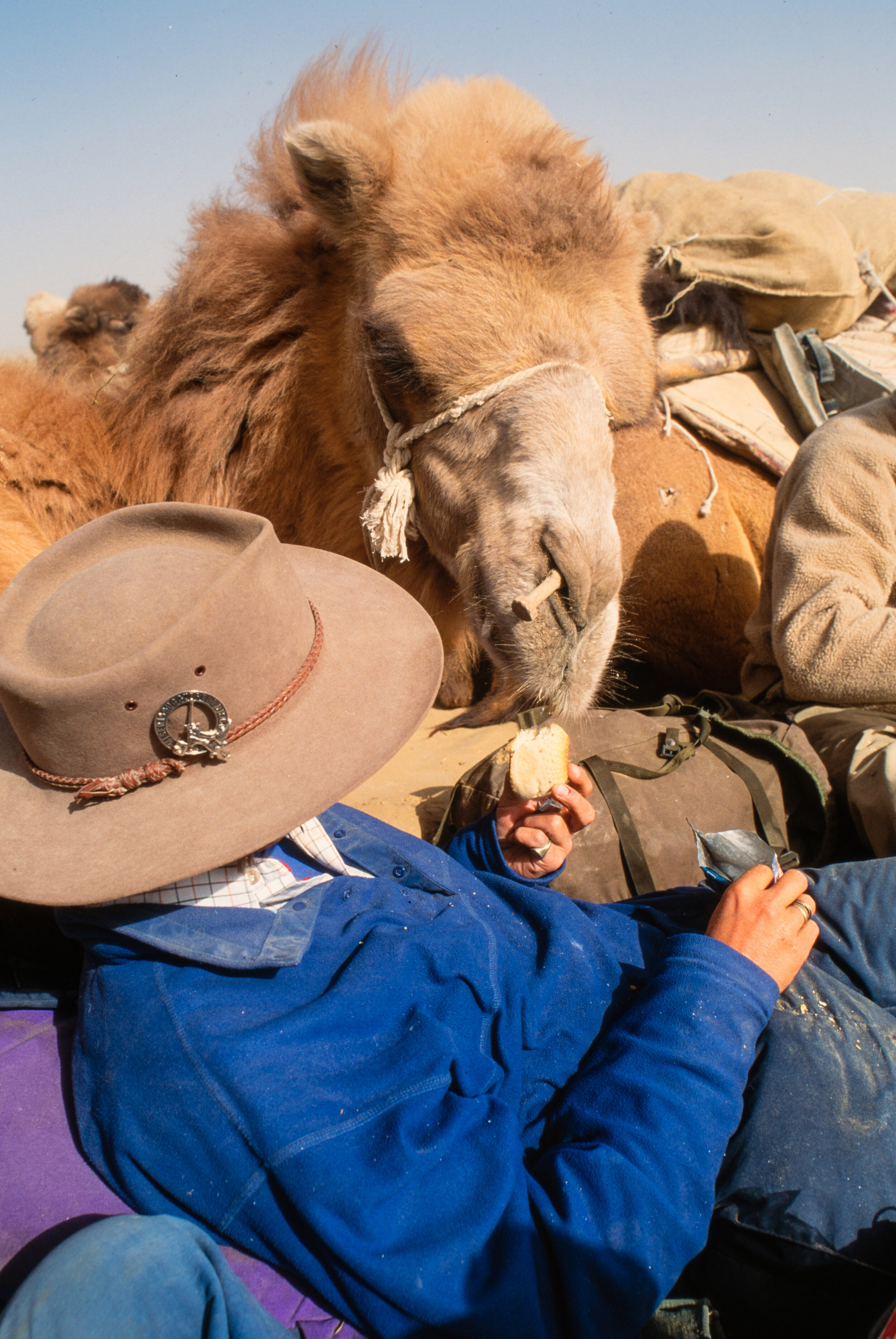  Carolyn sharing her lunch with Chumba the camel.  