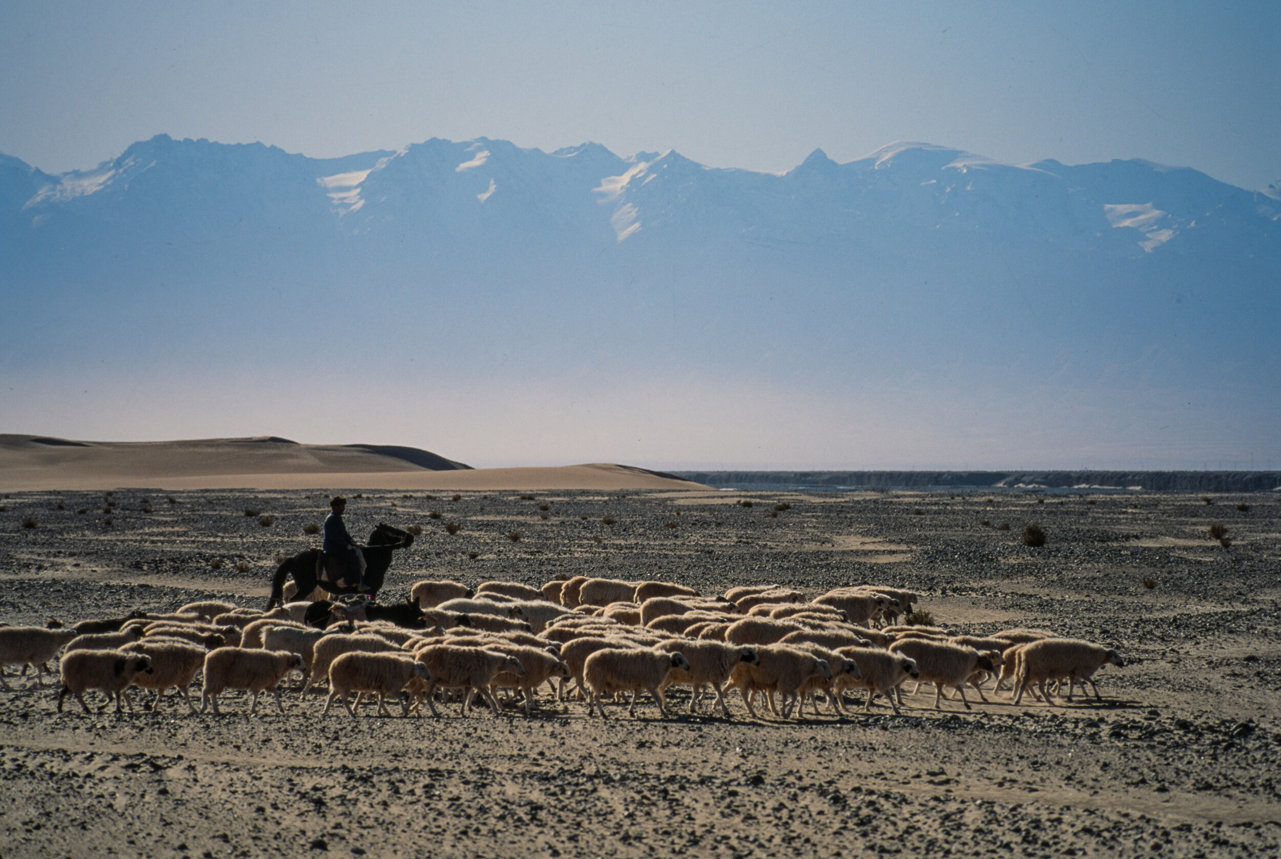  Along the Southern Silk Road a shepherd tends his flock. The Kun Lun Mountains are in the distance with Tibet on the other side of them.  
