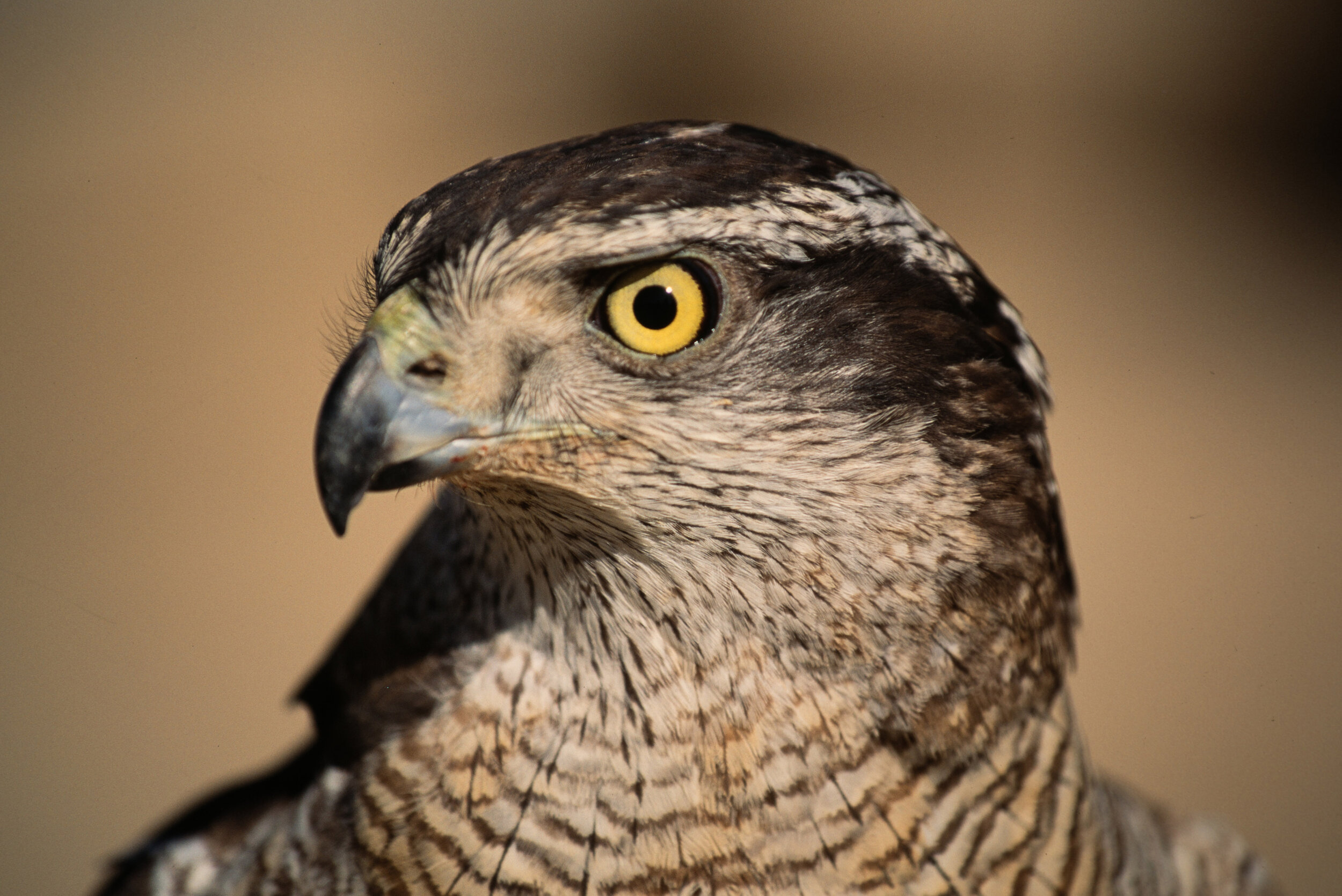  A captive hawk used for hunting in the desert.  