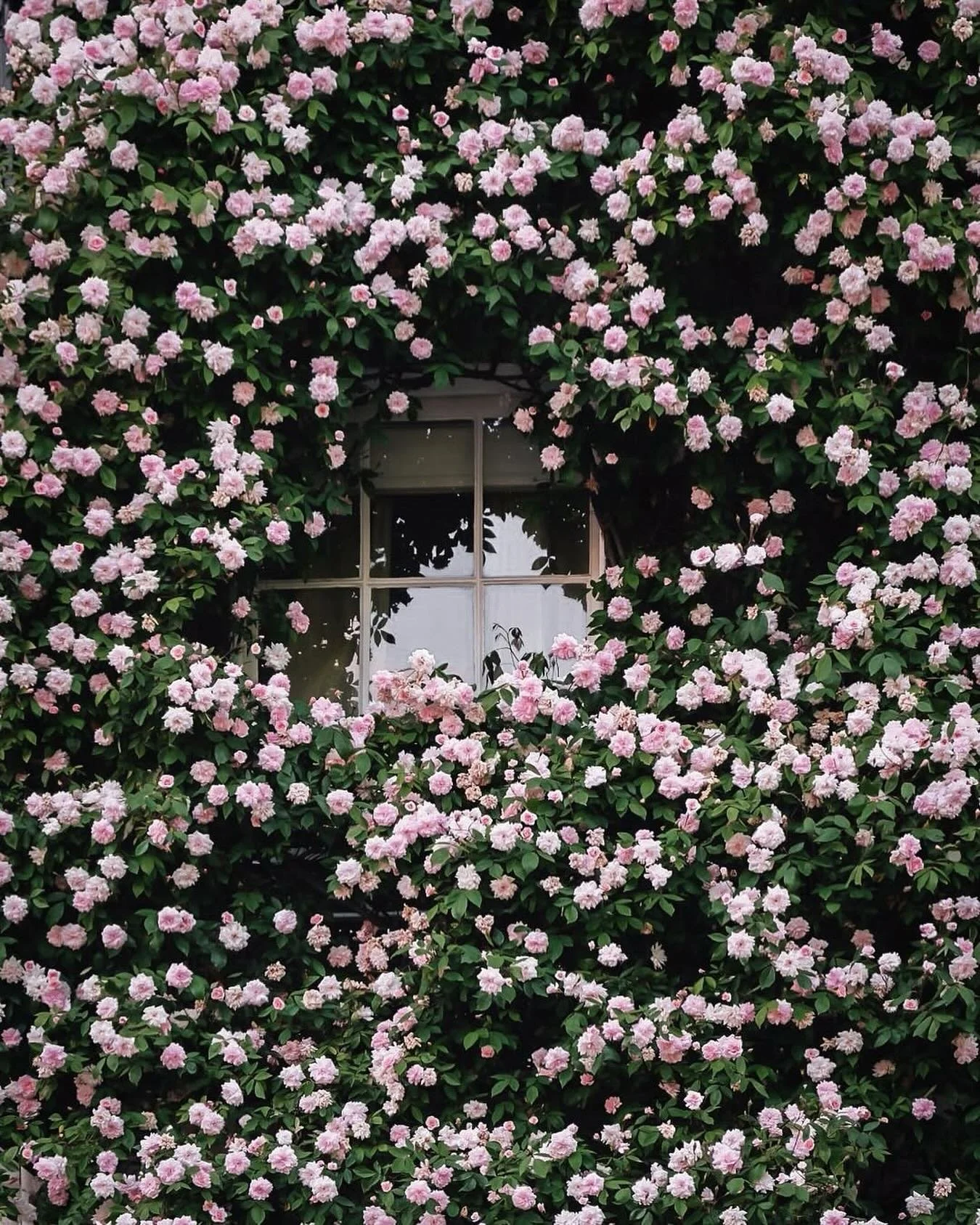 the flowering we like 🌸

via @_thefeelingofvelvet
