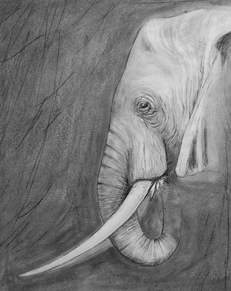 Elephant 