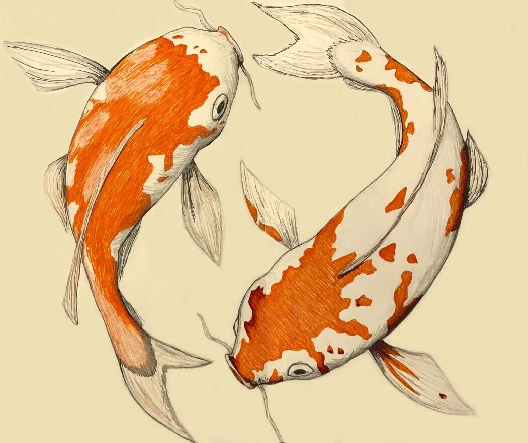 Koi 