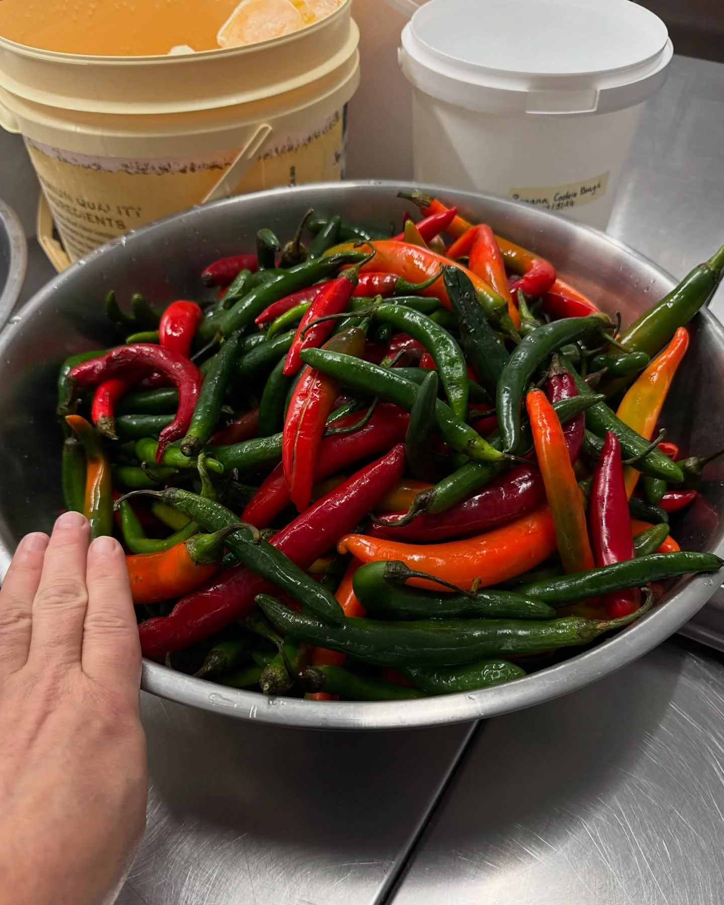 Our recent rescue in the Moving Feast Kitchen, a variety of red and green chillies 🌶️

After separating the red ones from the green, Tobie fermented the chillies over five weeks to change the flavour and deepen the spice 😋 

Then, he blitzed the ch