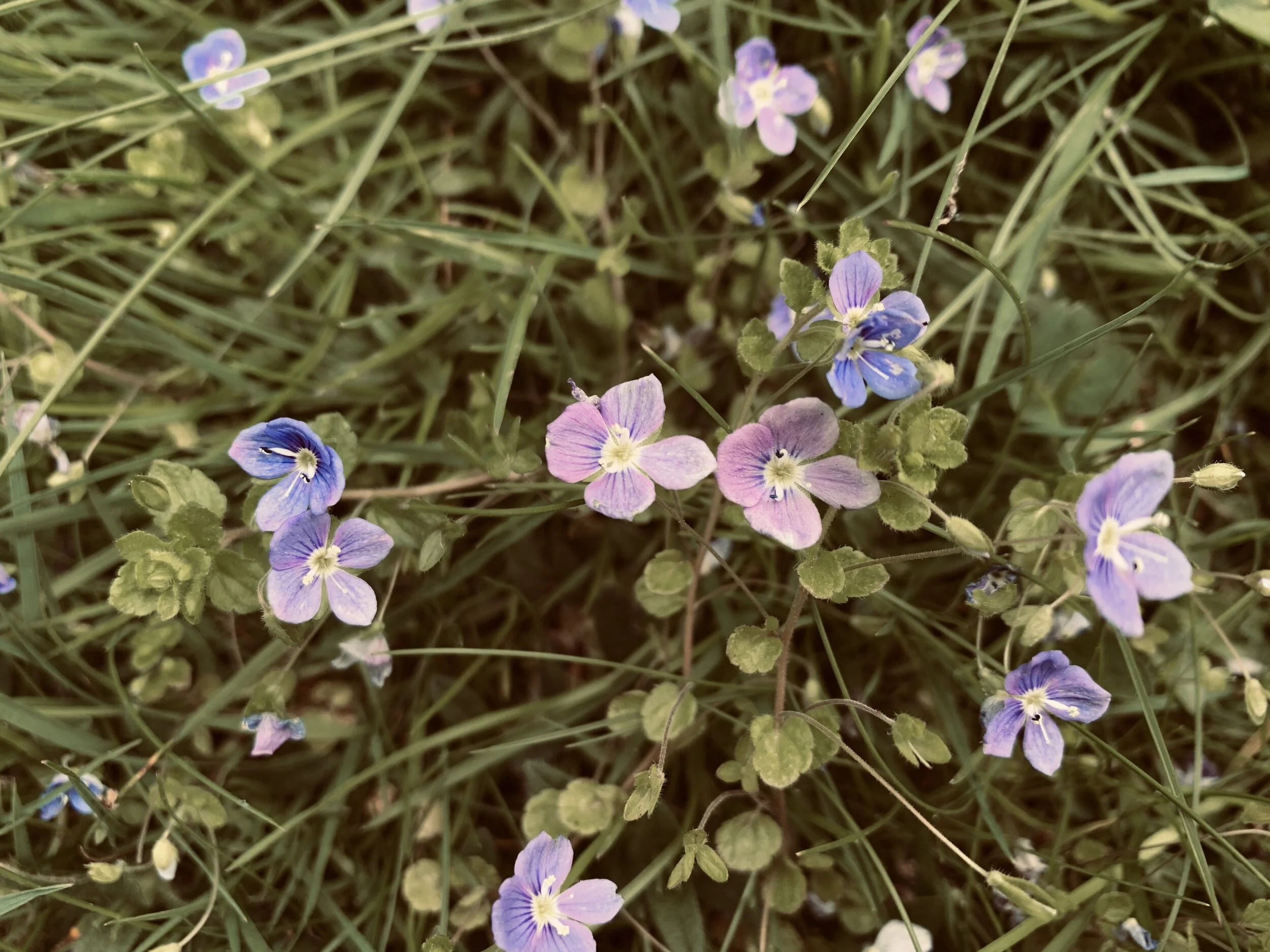 Thomas Berry: Life is an unmerited gift, and exuberant delight and unending gratitude is our first obligation.