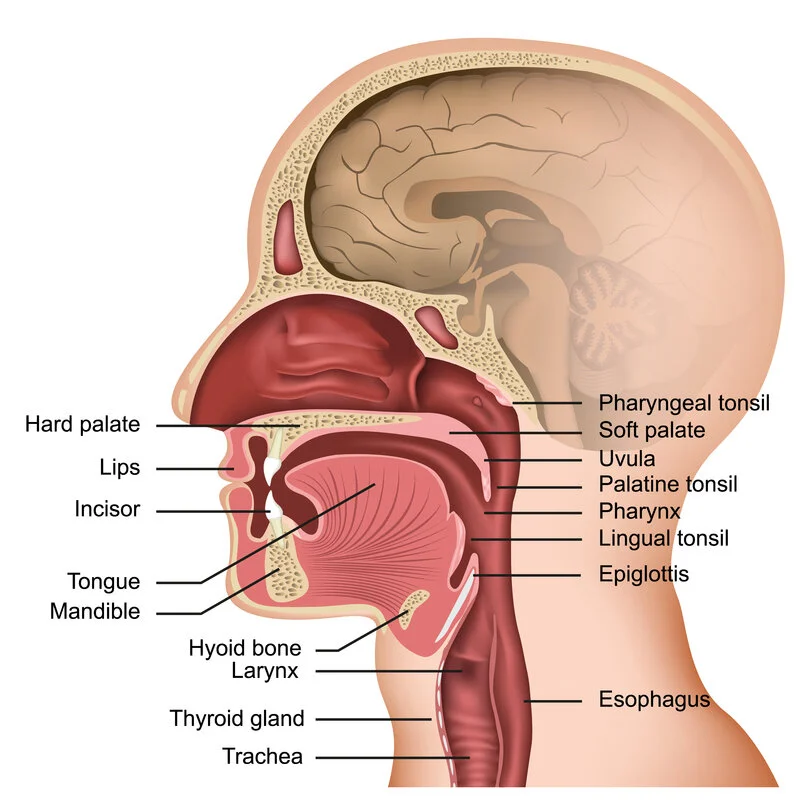 airway .jpg