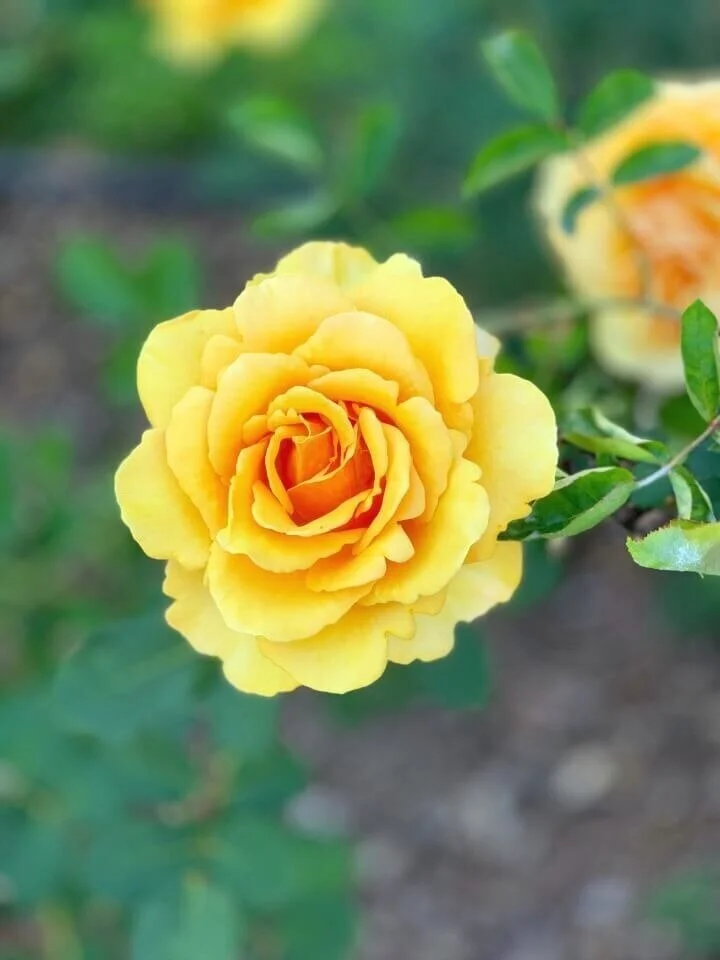 Want to be a better GARDENER ? Sign up to be notified when my gardening course is available.GET NOTIFIED