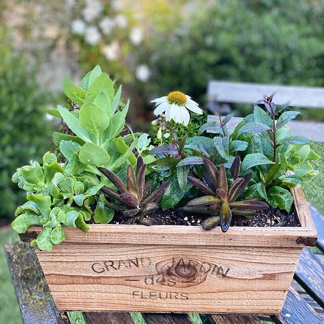 Your garden can be big or small. No matter the size it brings joy, well being and peace by the bushel. My small container is filled with perennials from @gilberthwild. Once the plants outgrow the trough, I&rsquo;ll transplant them into a garden bed. 