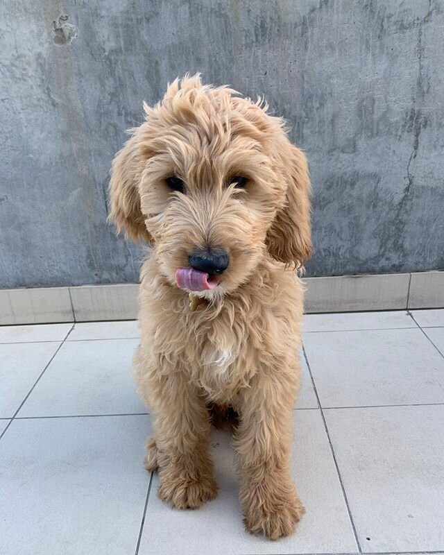 Obsessed with our little fluff ball 🐾 #groodle