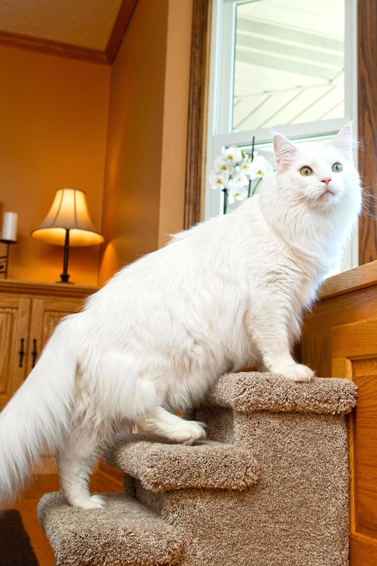 Purrniture Cat Furniture