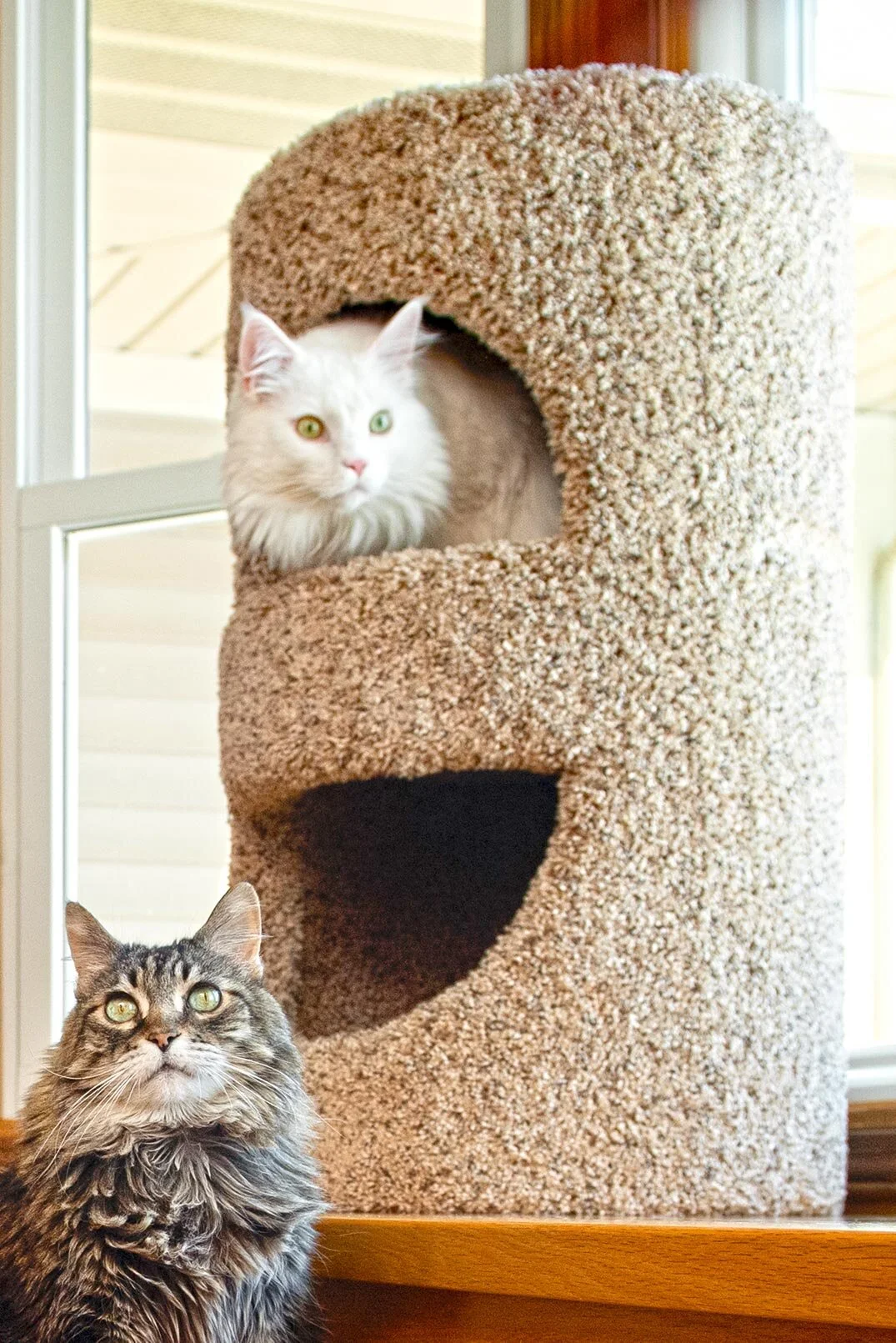 Purrniture Cat Furniture