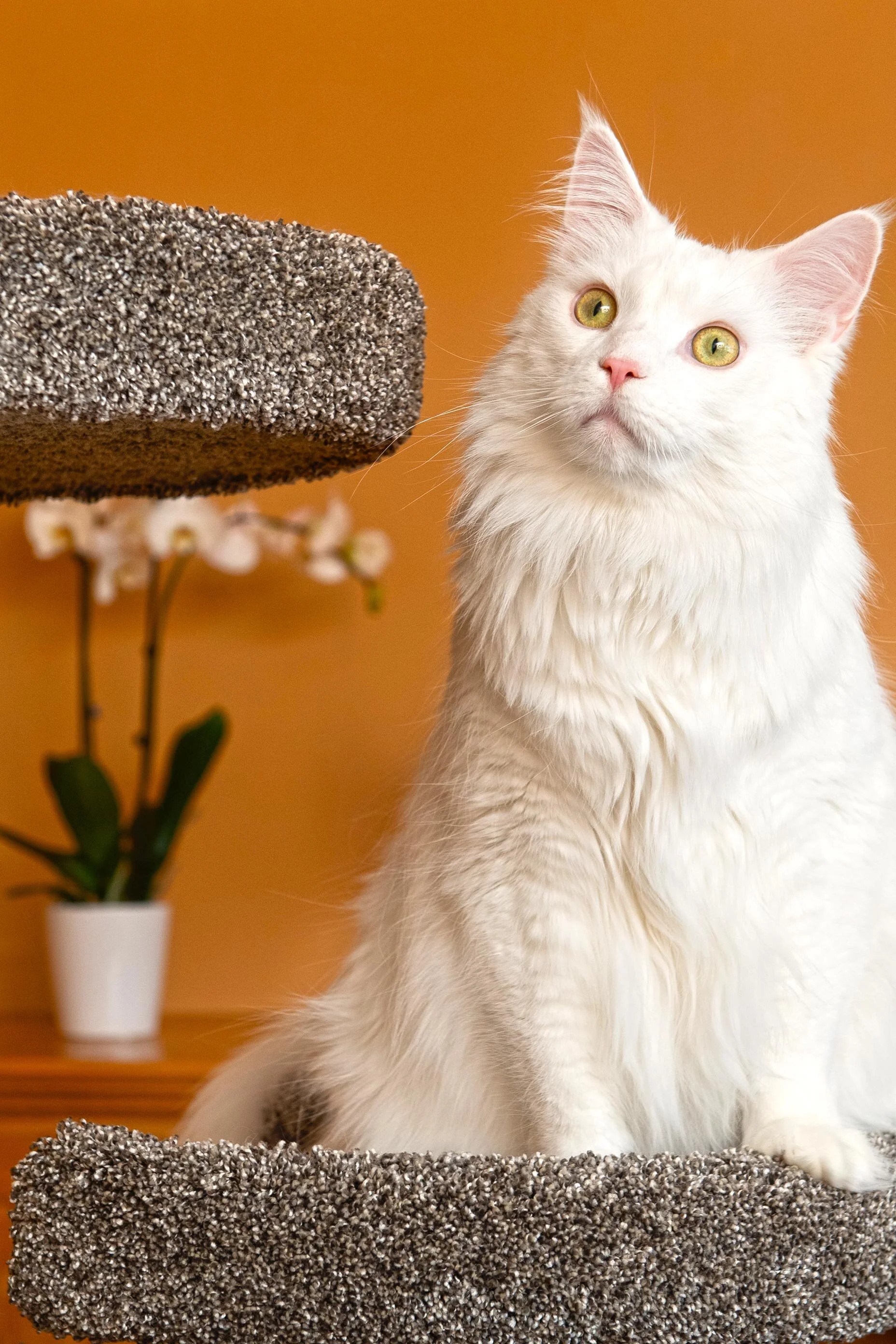 Purrniture Cat Furniture