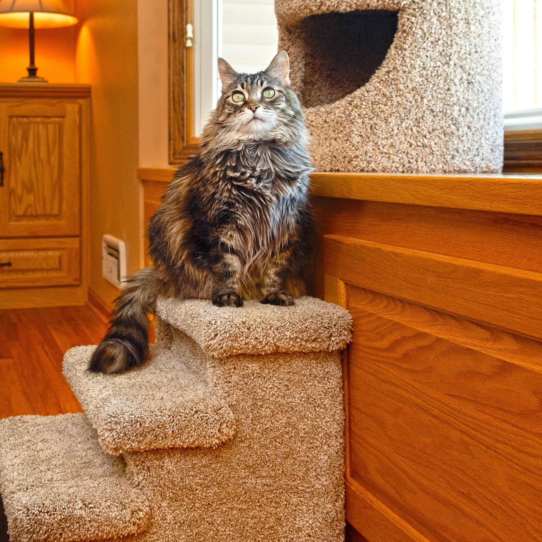 black bully pitbull for sale