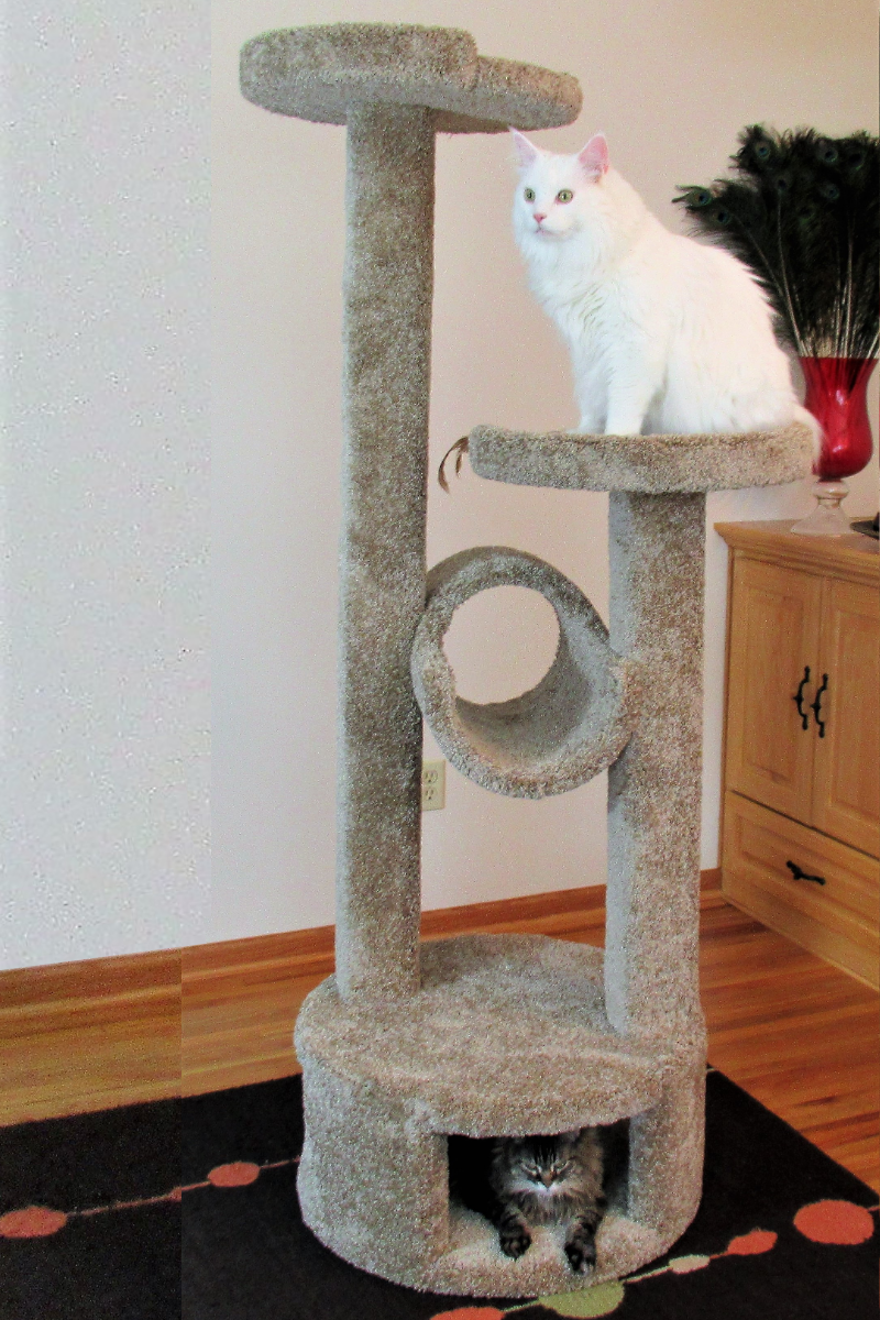 Tomcat Tree Tom Cat Tree Diego & Thomas | Diego Is Living The High Life In His New