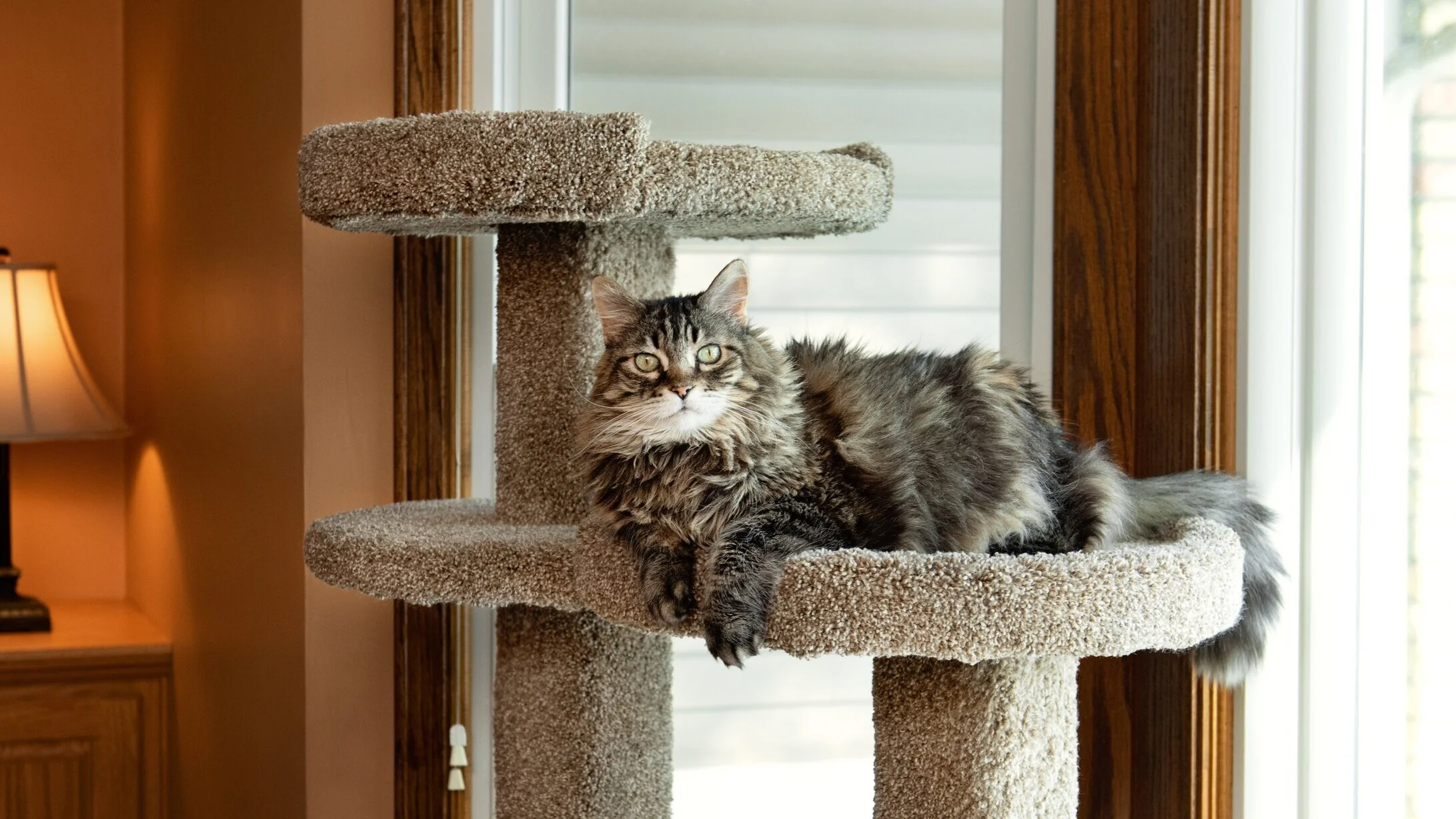 Purrniture Cat Furniture