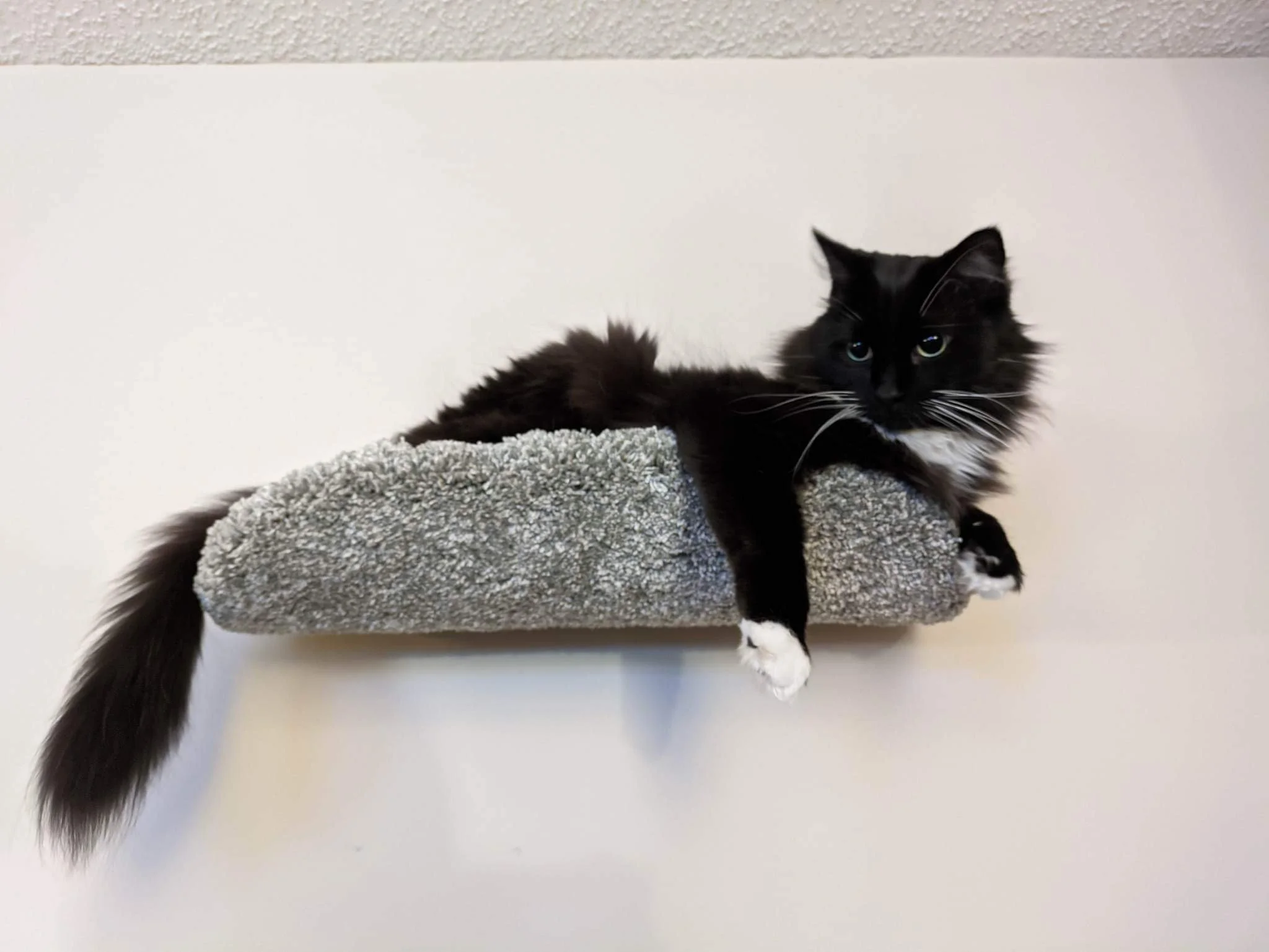 How to know if your cat is happy? 