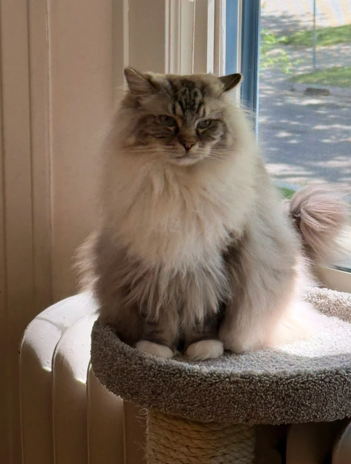 Fluffy cat sitting comfortably on a gray cat tree perch by the window.